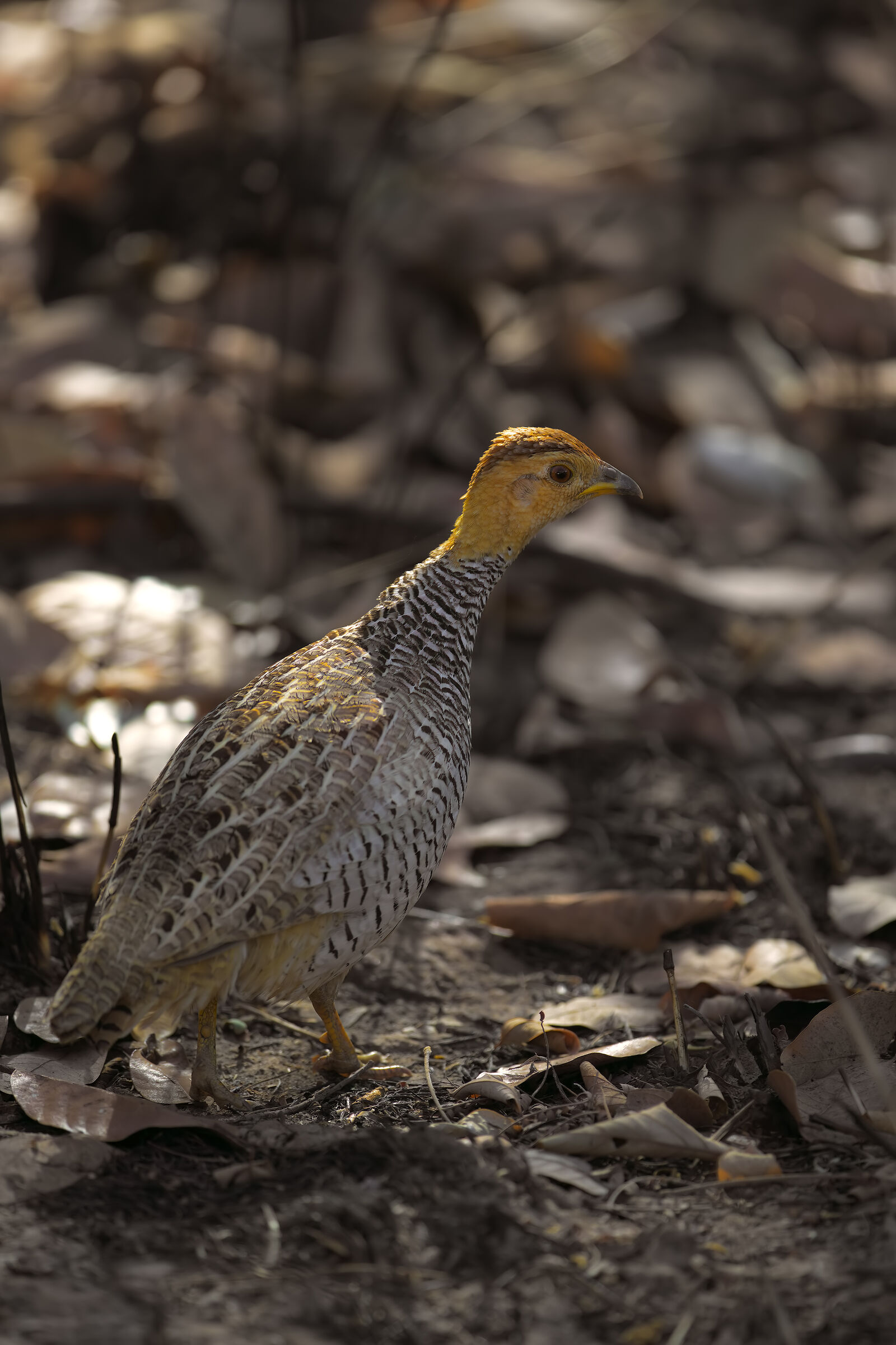Coqui Francolin Male