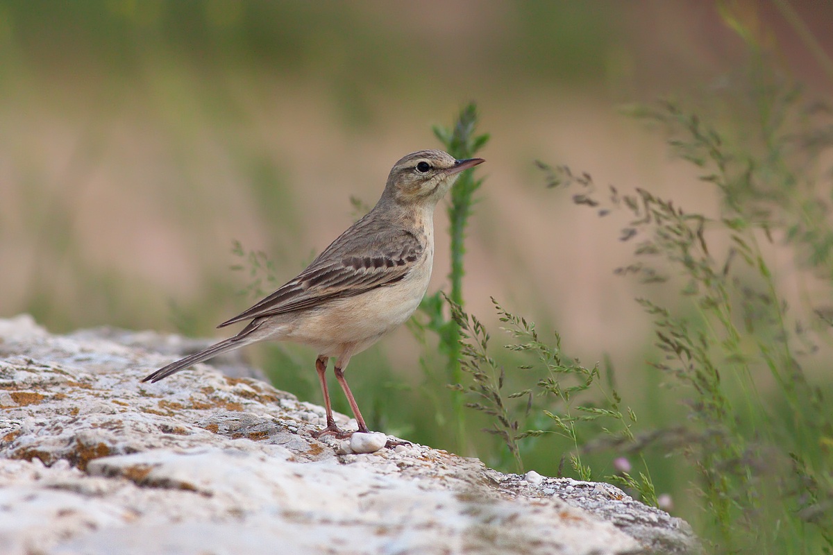 Pipit
