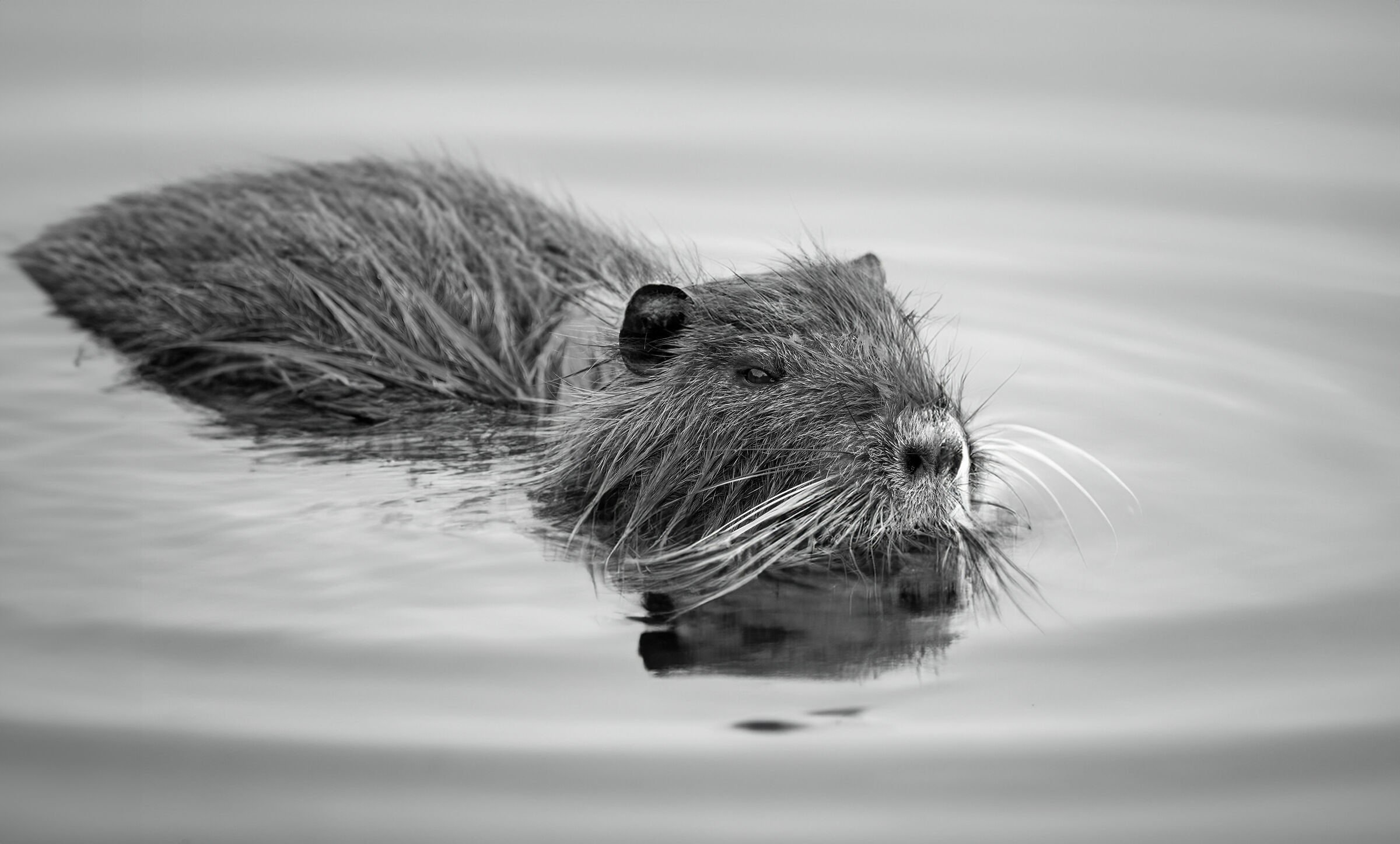 Castoro di palude o castorino