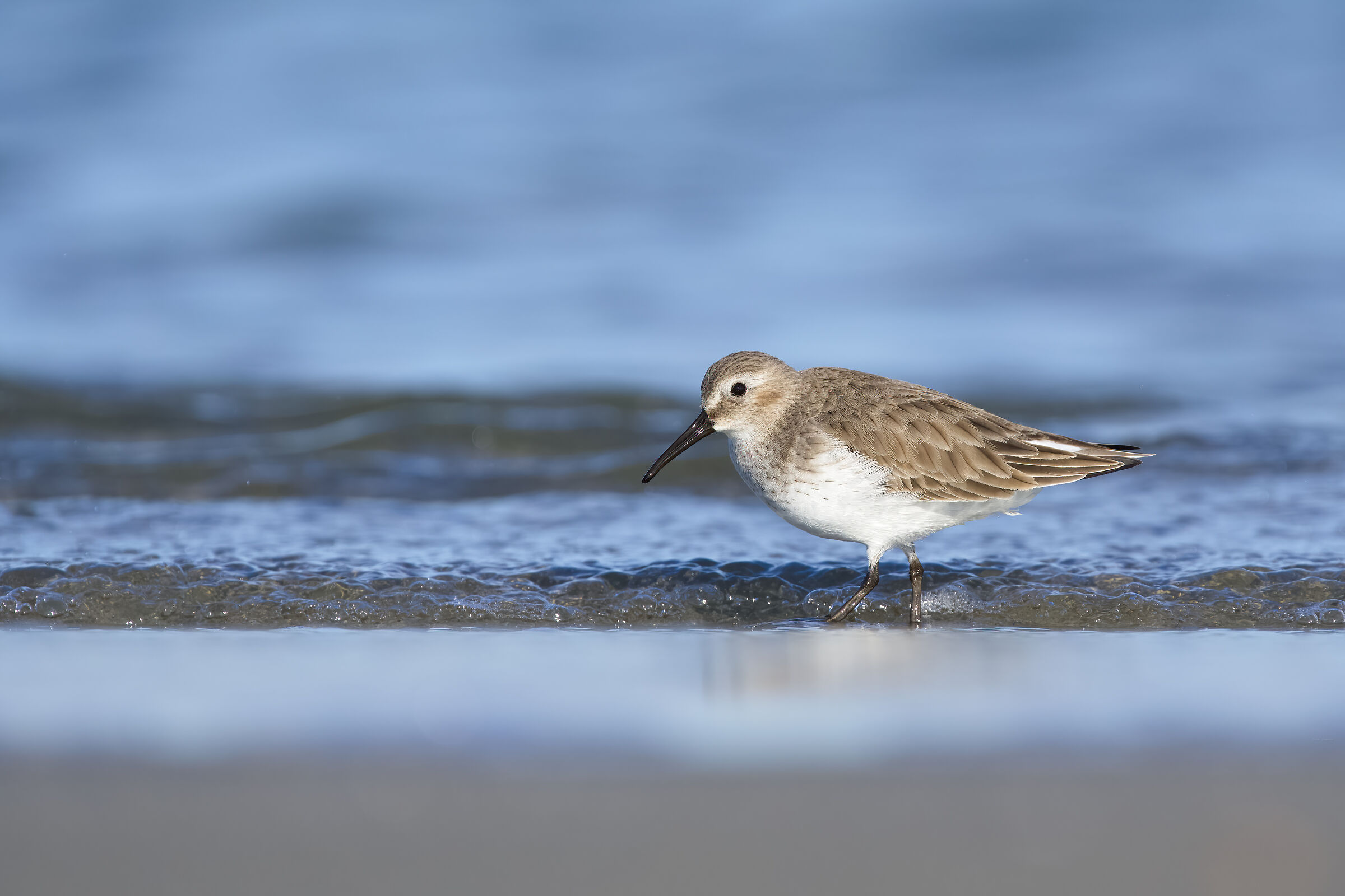 Dunlin
