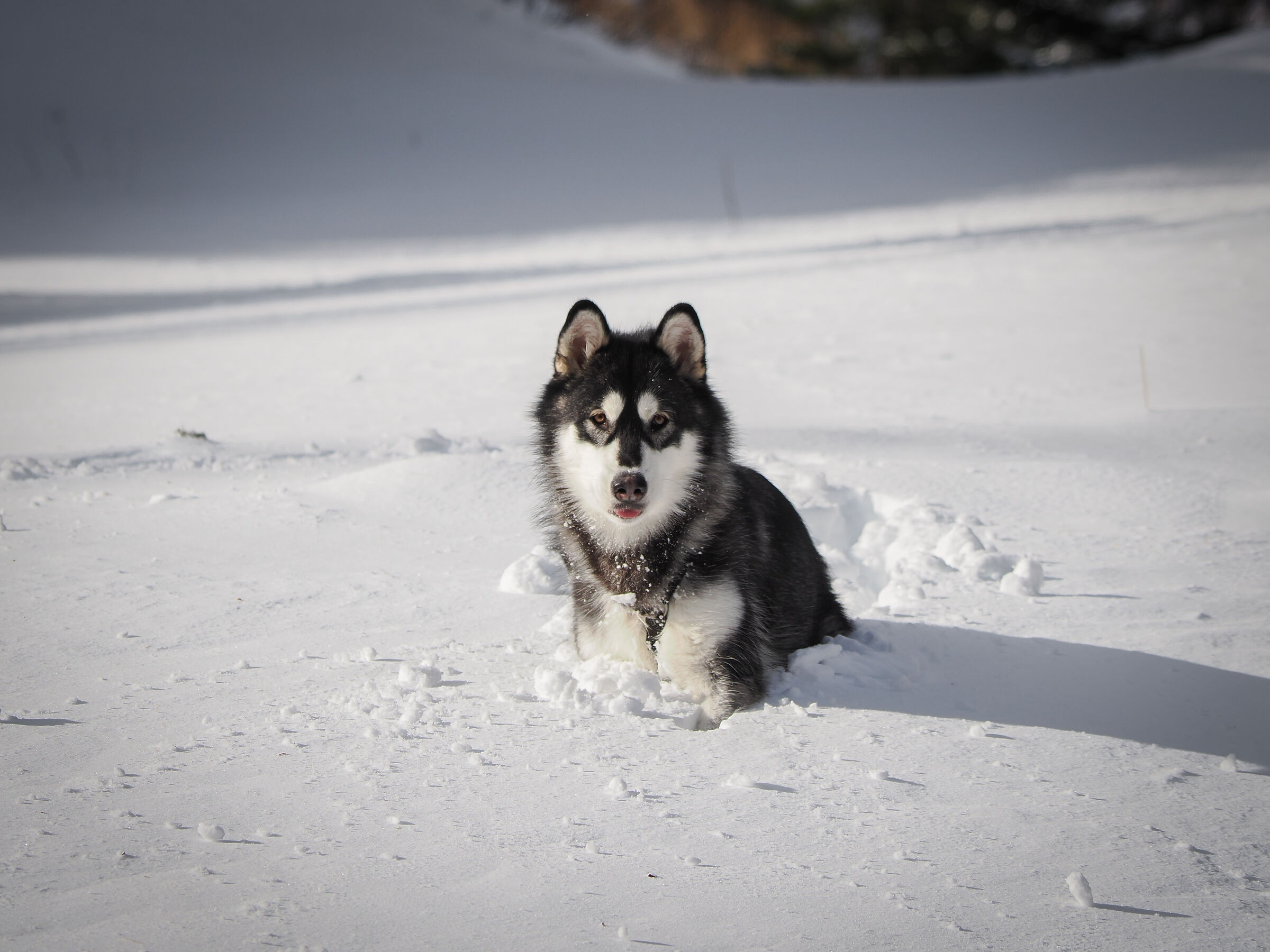 Nina - Alaskan Malamute