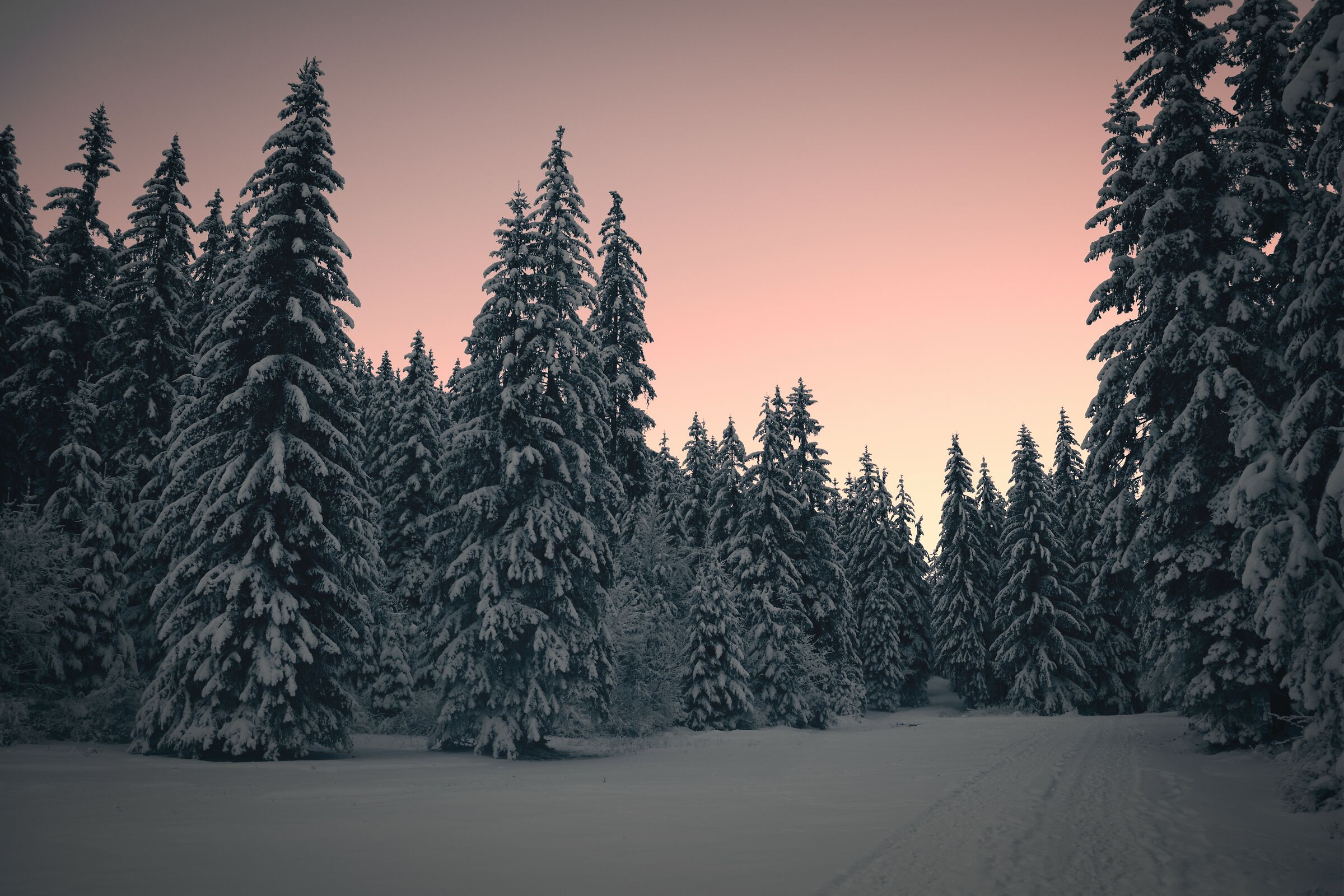 Foresta di Tarvisio 1