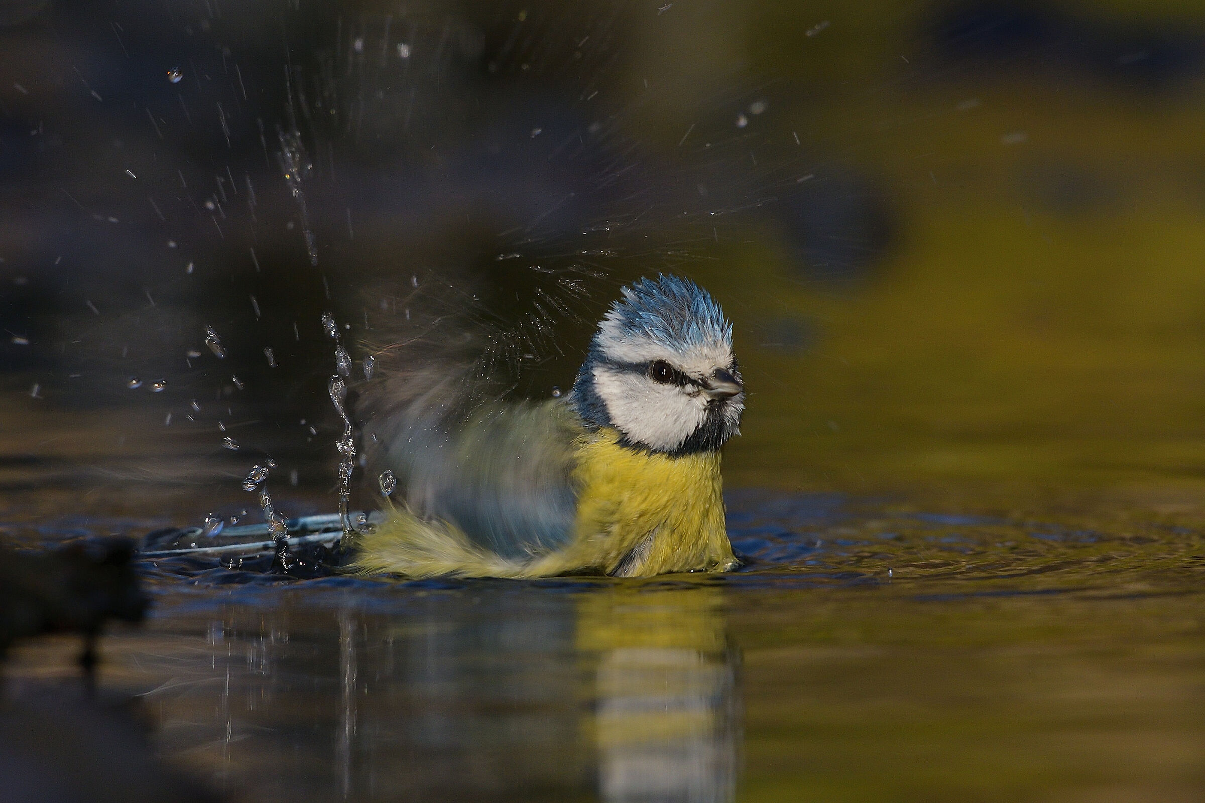The bath of the blue..