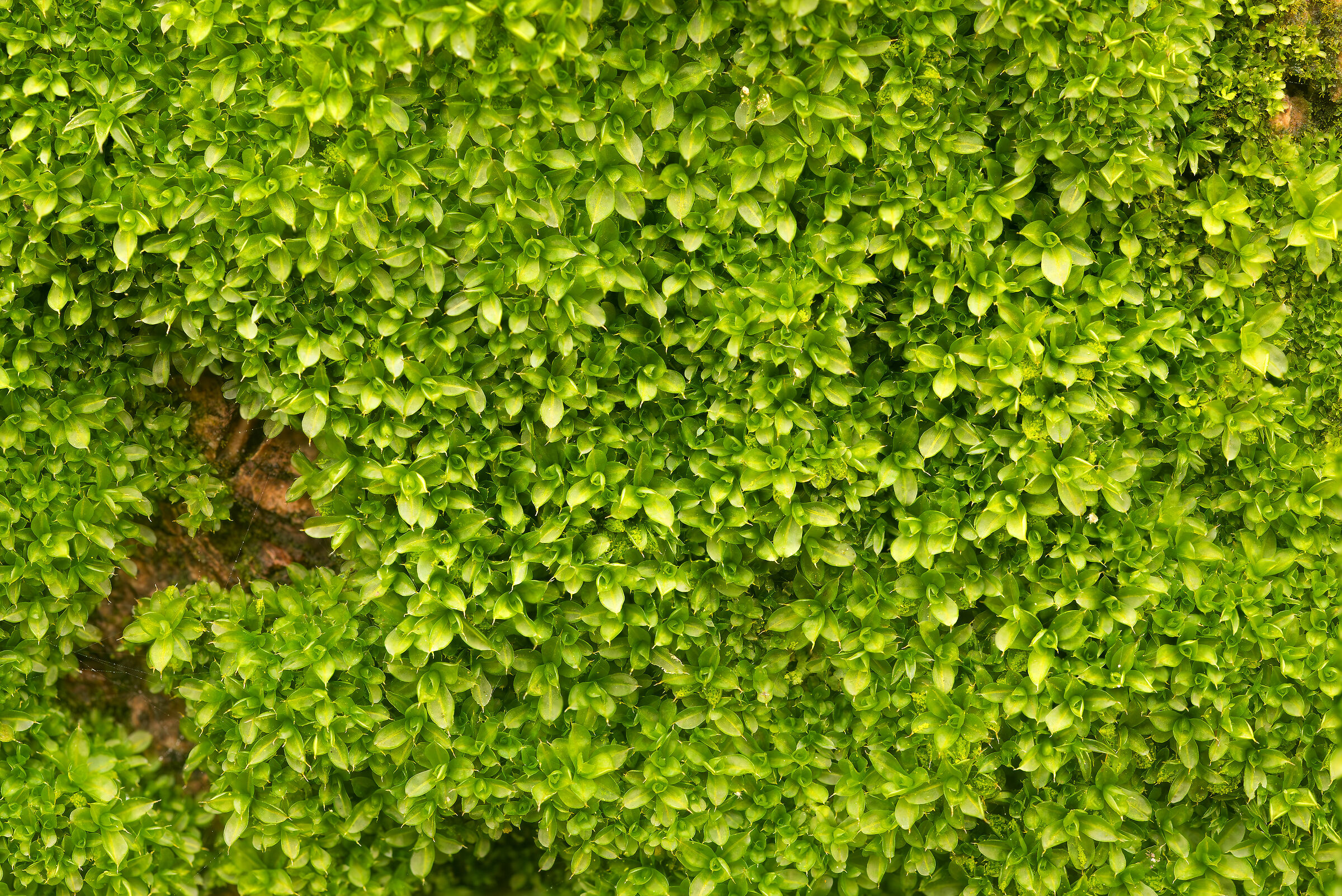 Moss