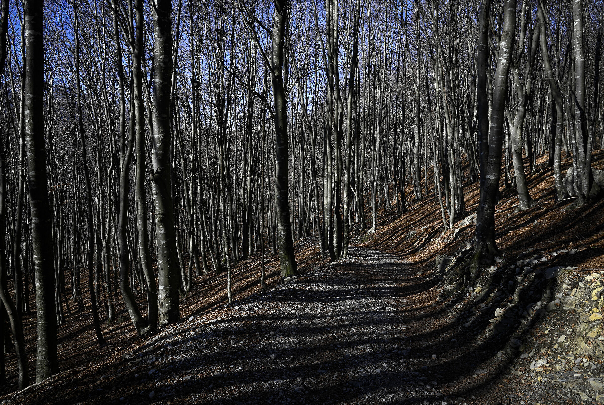 Beech forest in the Imagna Valley