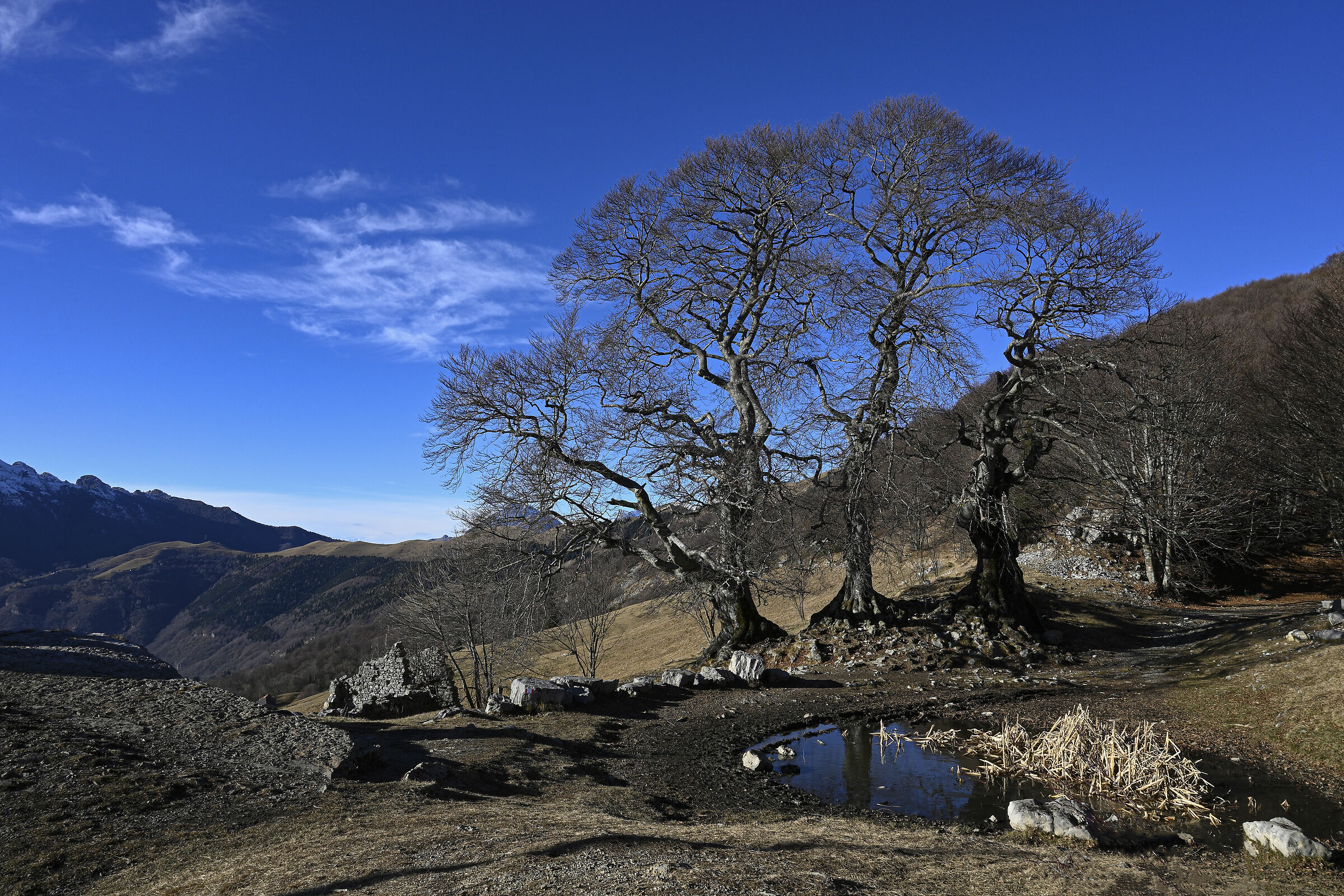 The Three Beech Trees