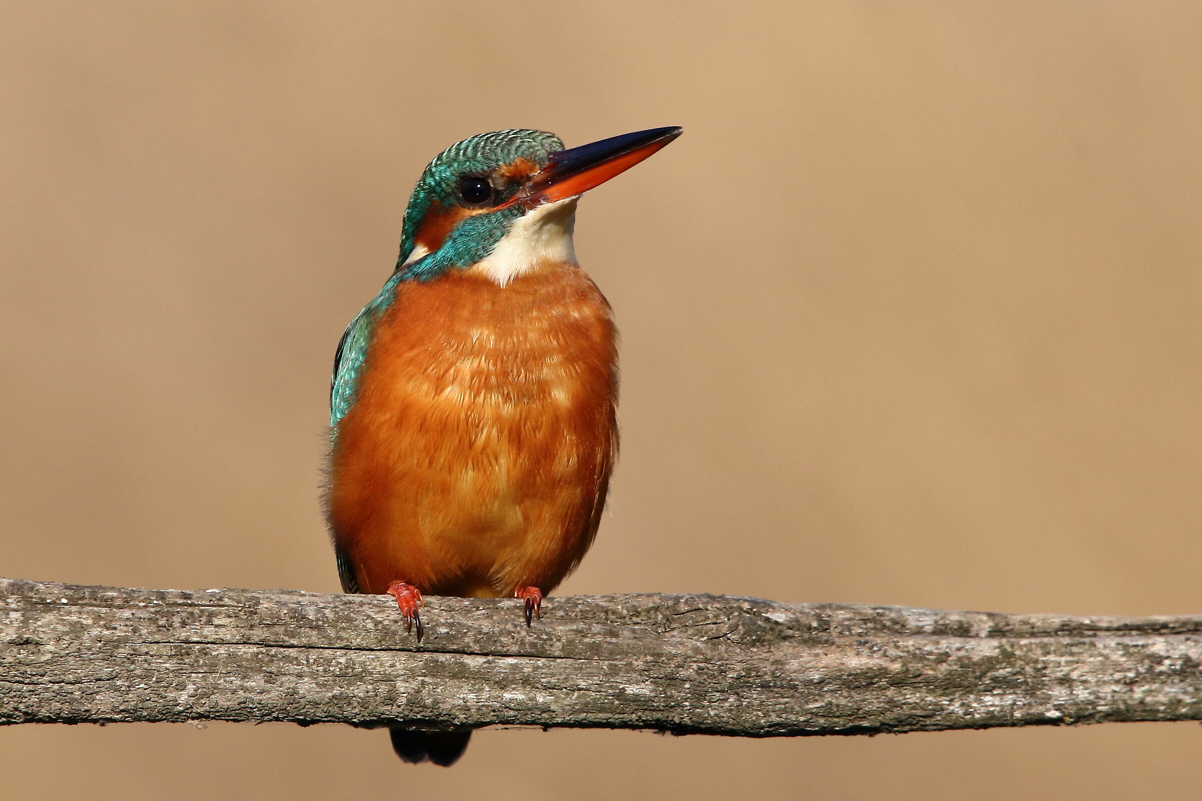 Kingfisher