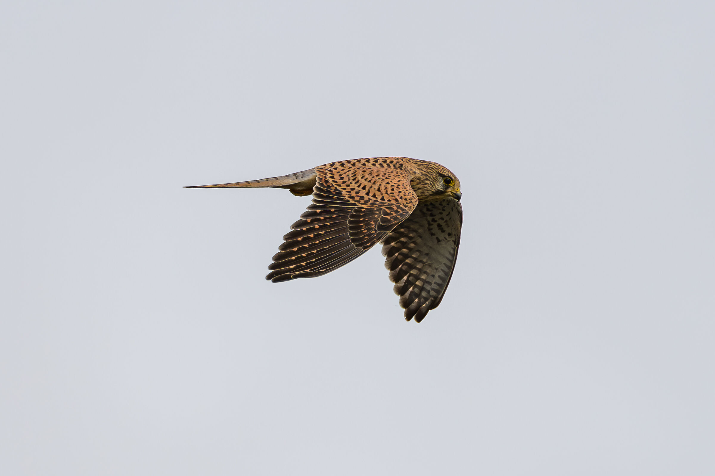 Kestrel