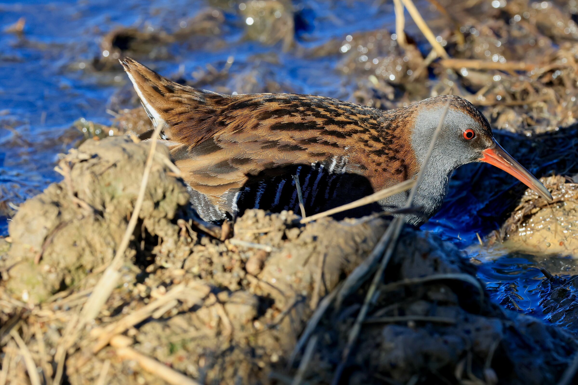 Water rail in the marshes