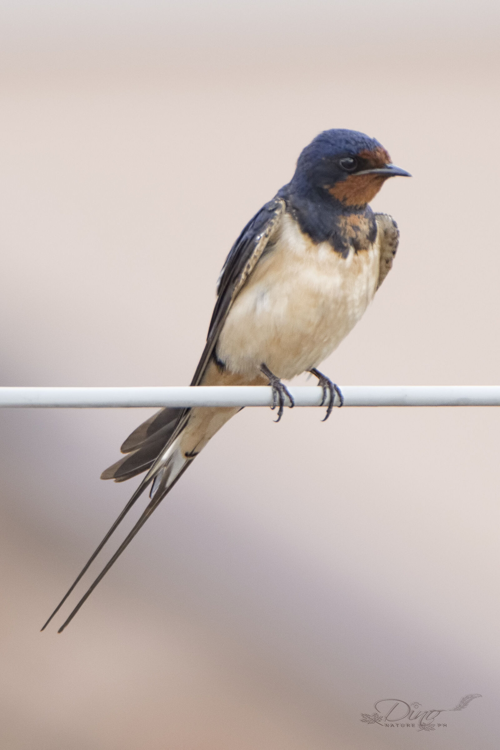 Barn swallow