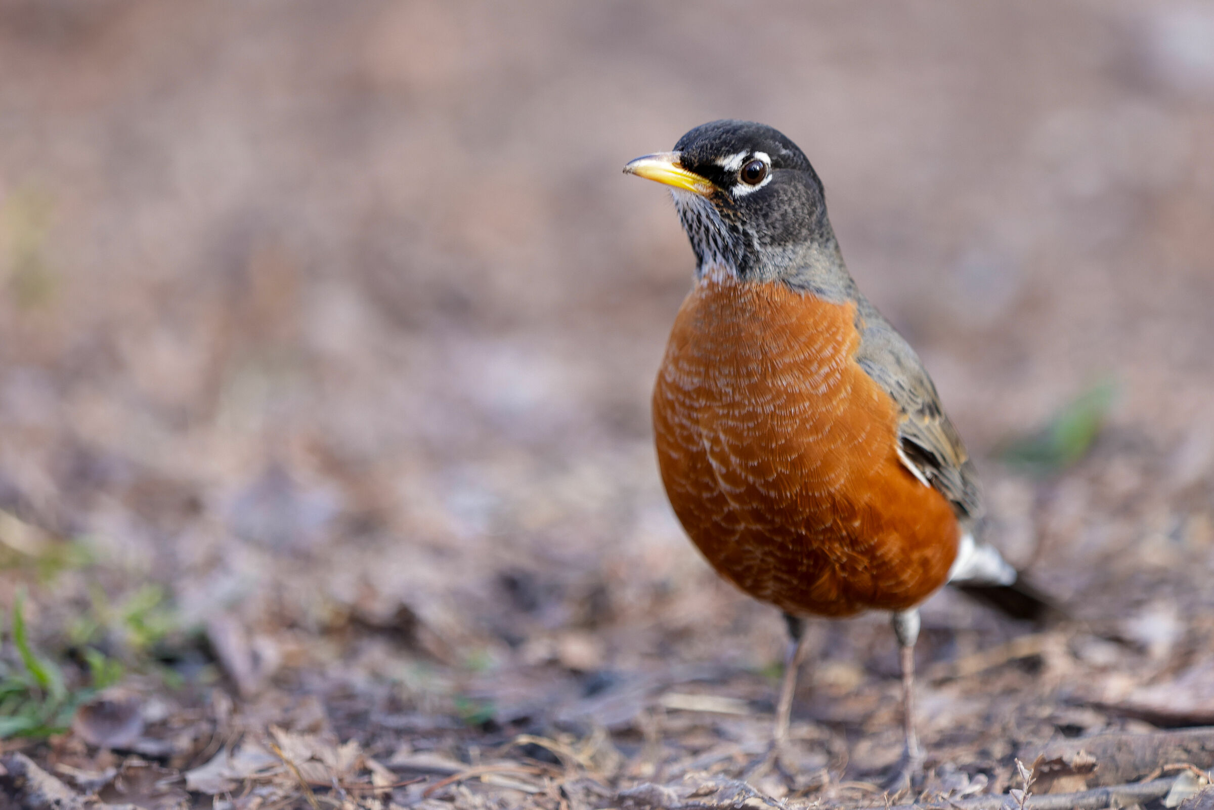 American Migratory Thrush