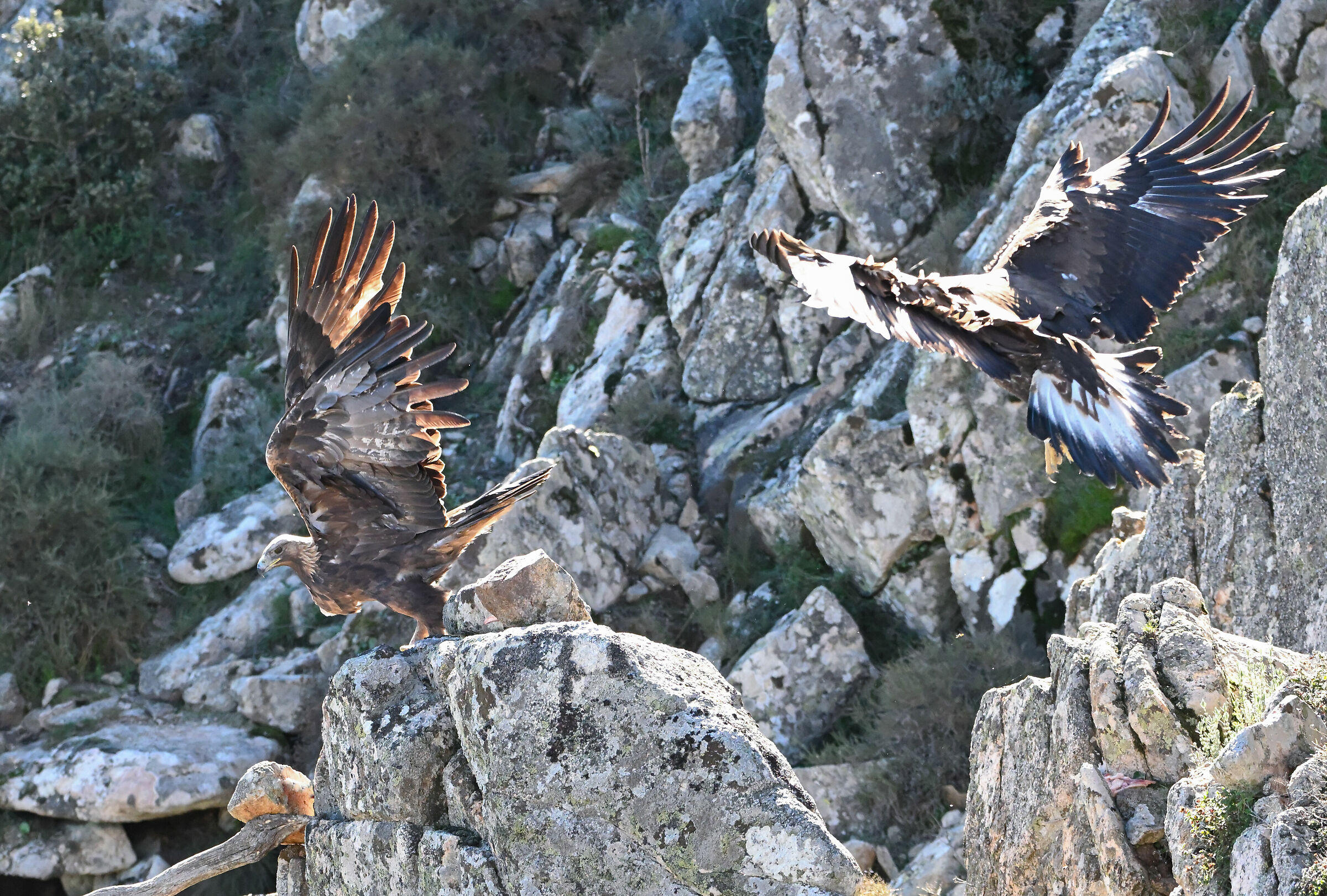Aquila reale adulta e giovane