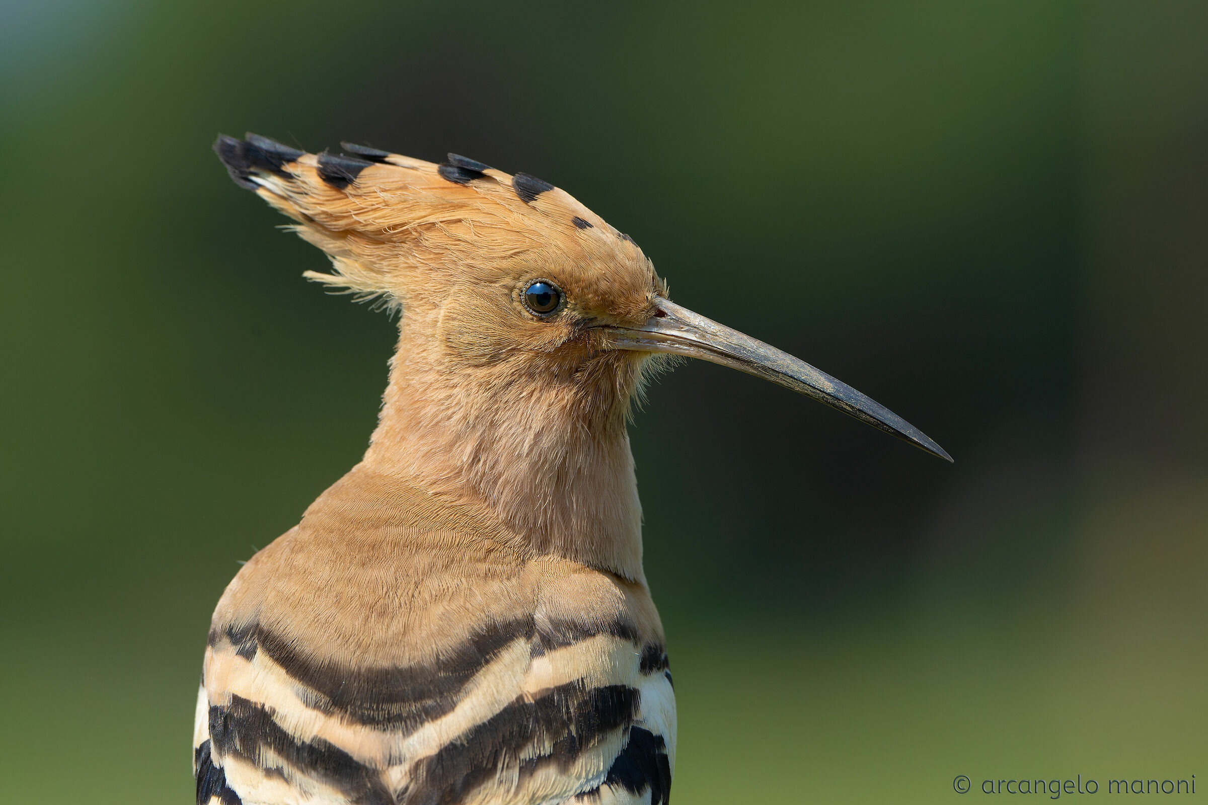 Portrait of the hoopoe