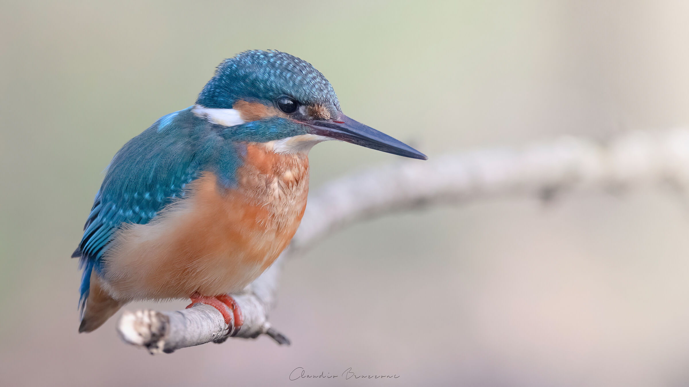 Il buongiorno si vede dal martino