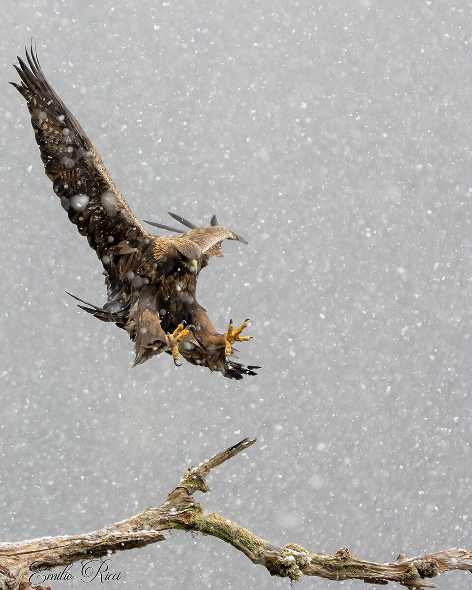 Golden Eagle Italian Alps