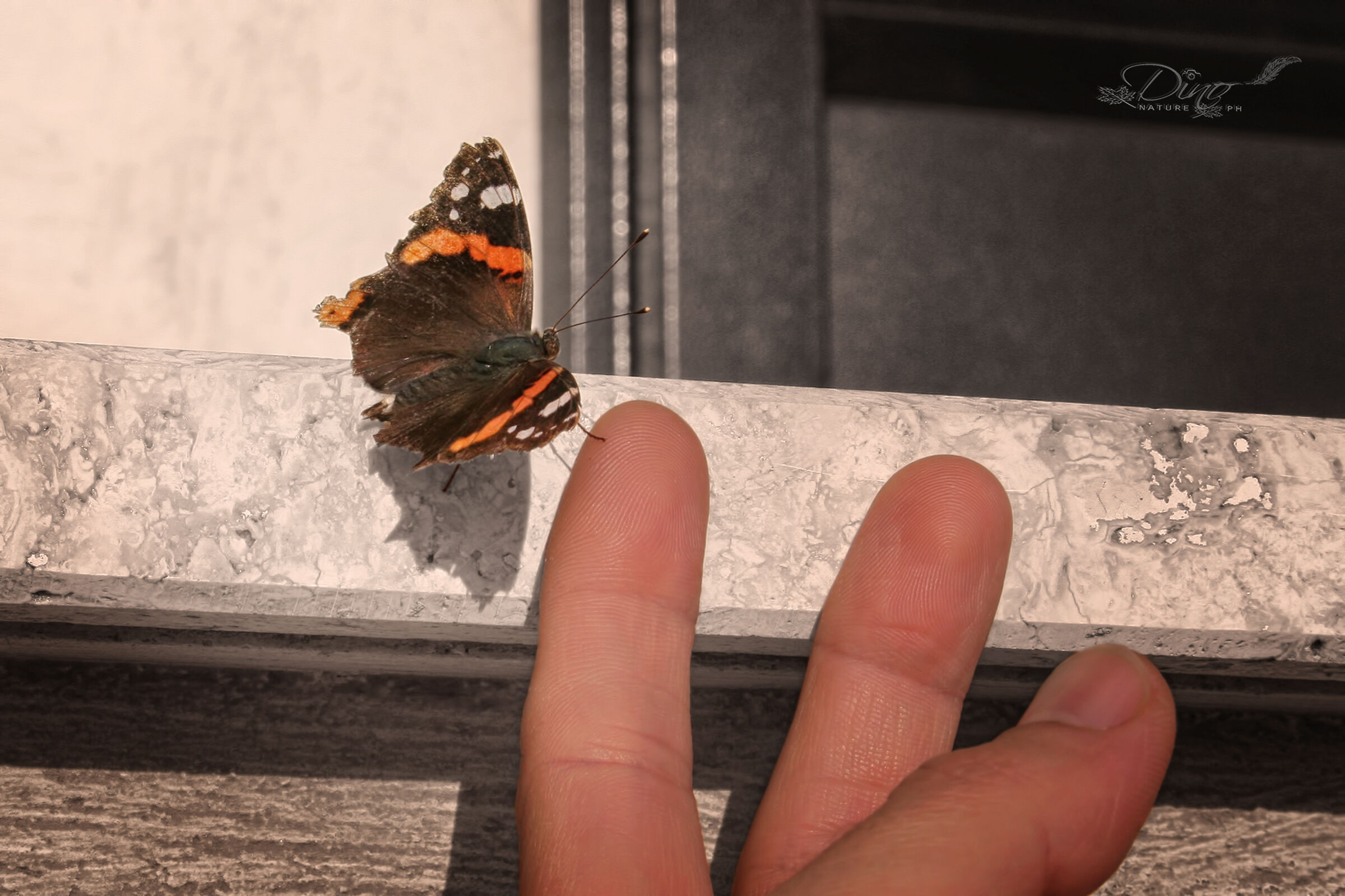 "Give me a high-five" - Vanessa Atalanta