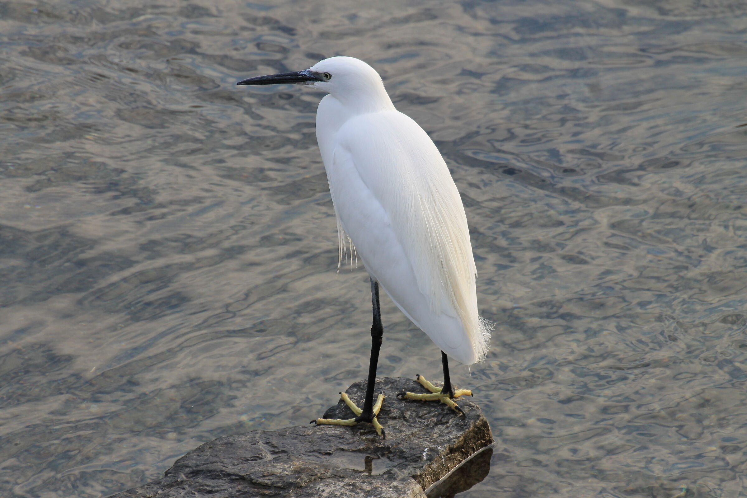 Garzetta infreddolita