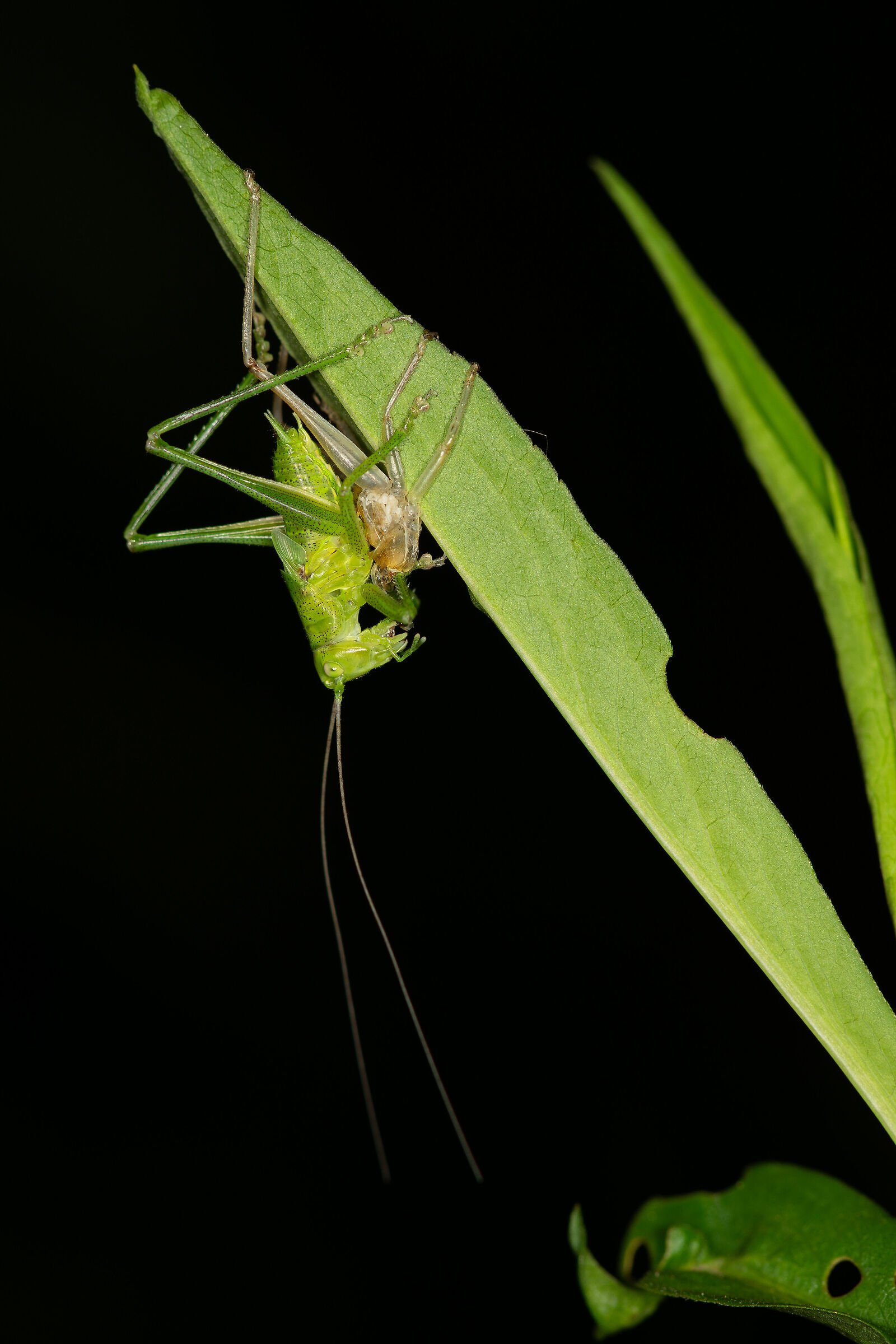 La muta della Tettigonia viridissima, 4