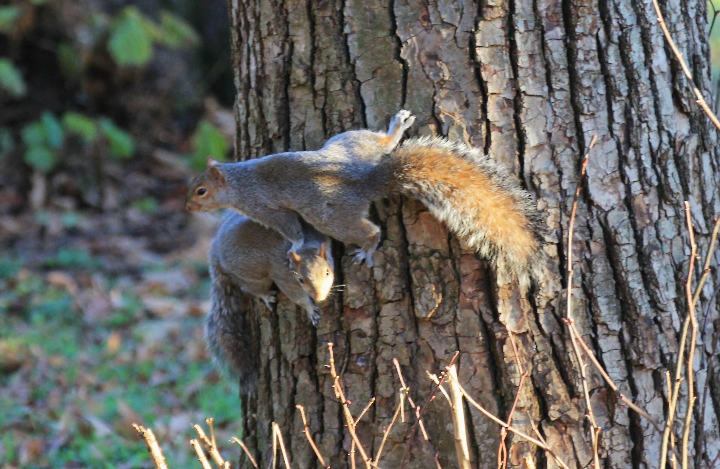 Competizione per una noce