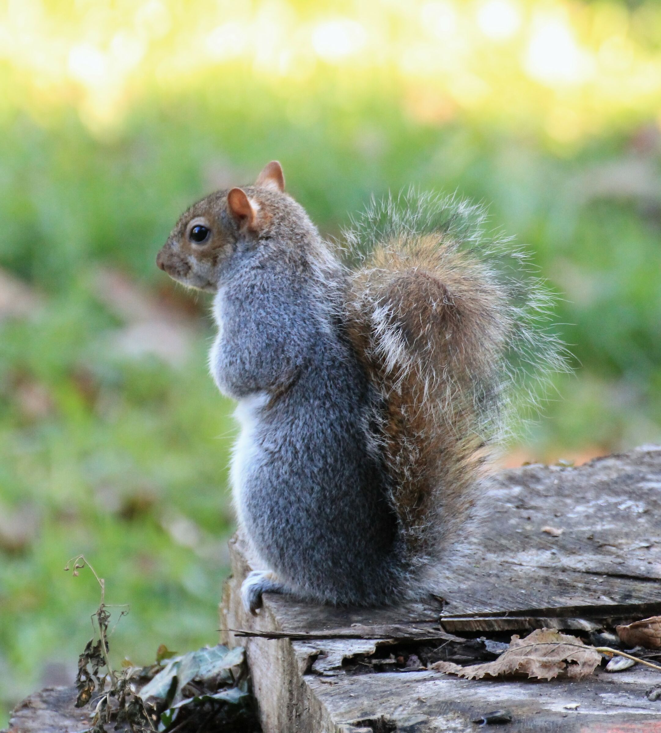 Waiting for nuts