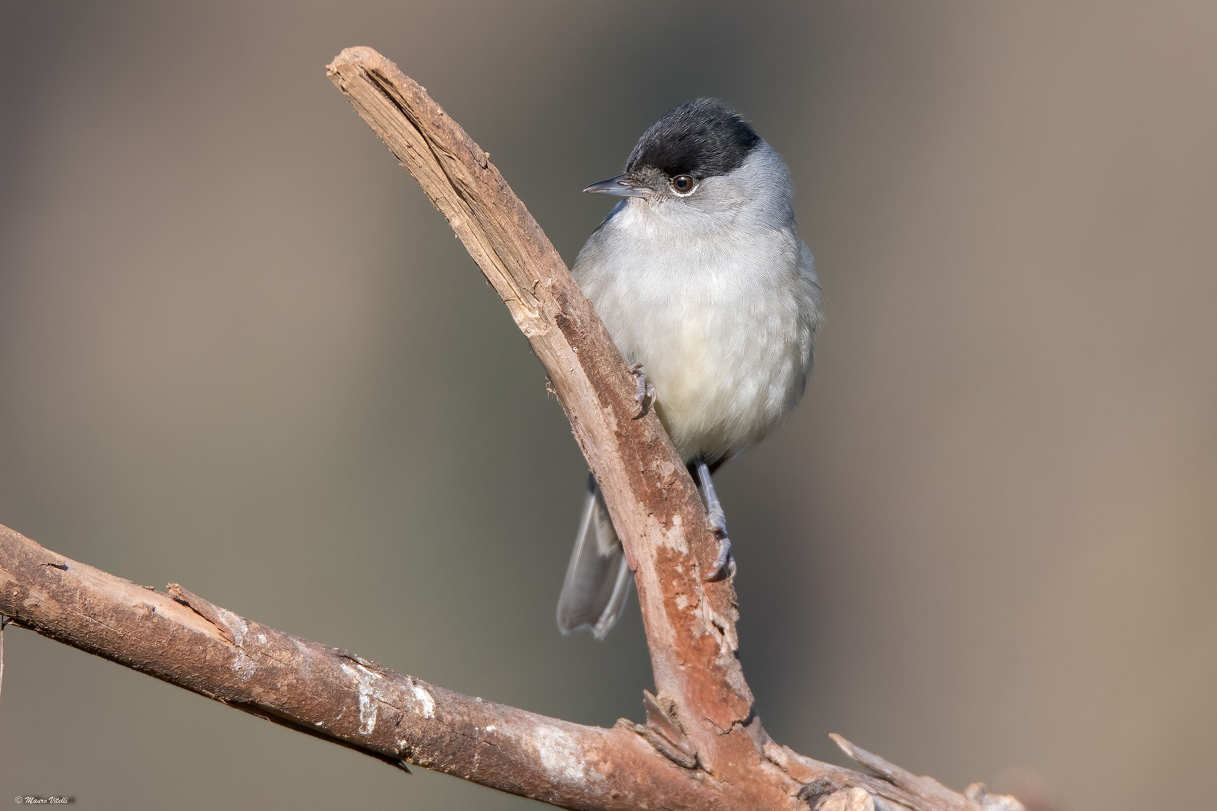 Blackcap (Sylvia atricapilla) M