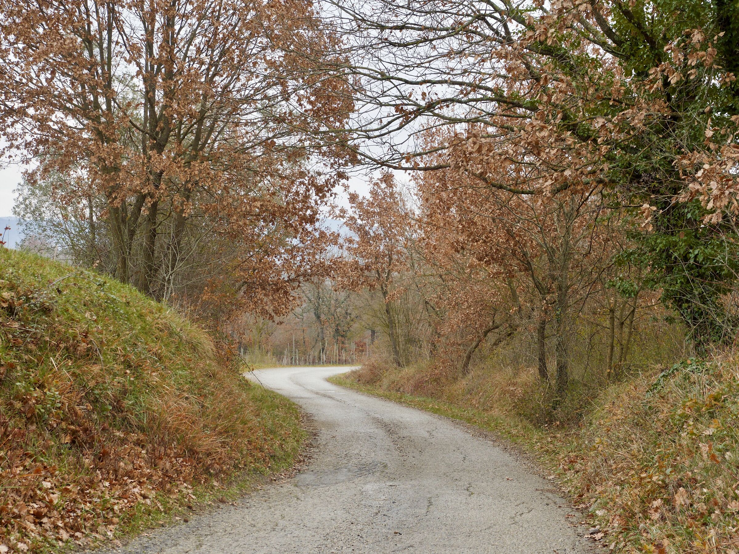 viottolo ad S toscano autunnale