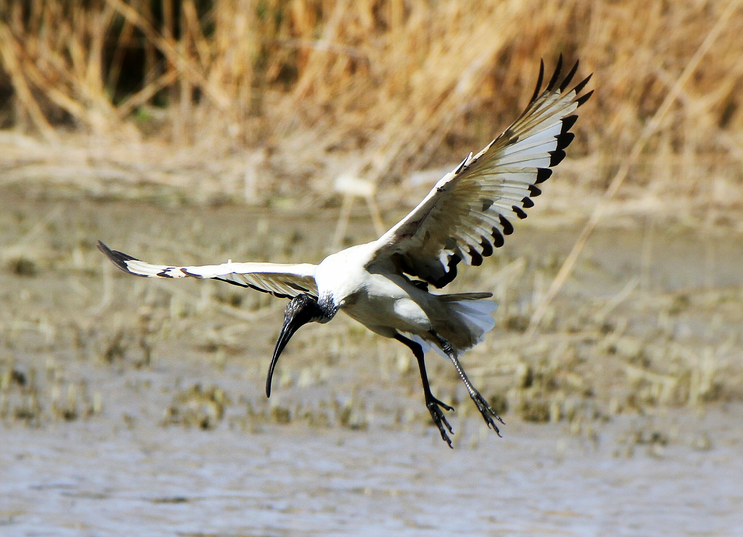 ibis