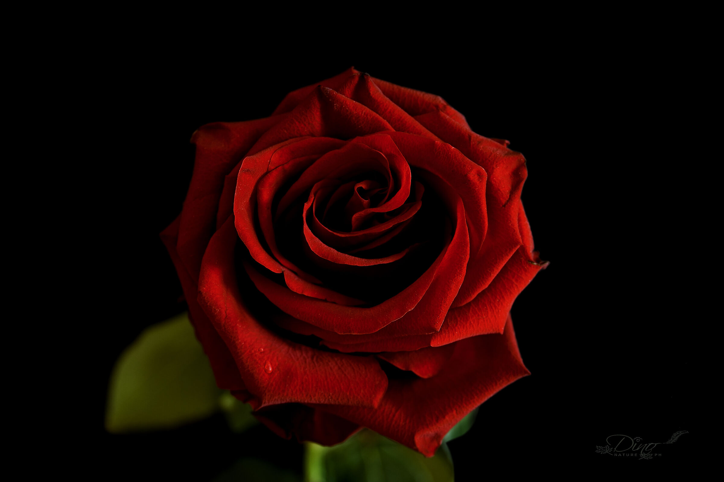 Rosa rossa