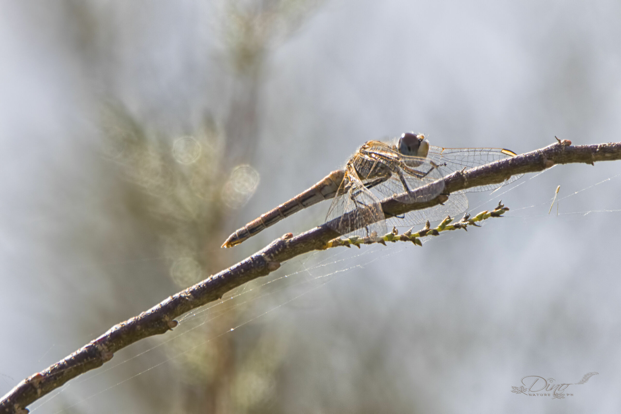 Sympetrum striolatum (Striped Cardinal)