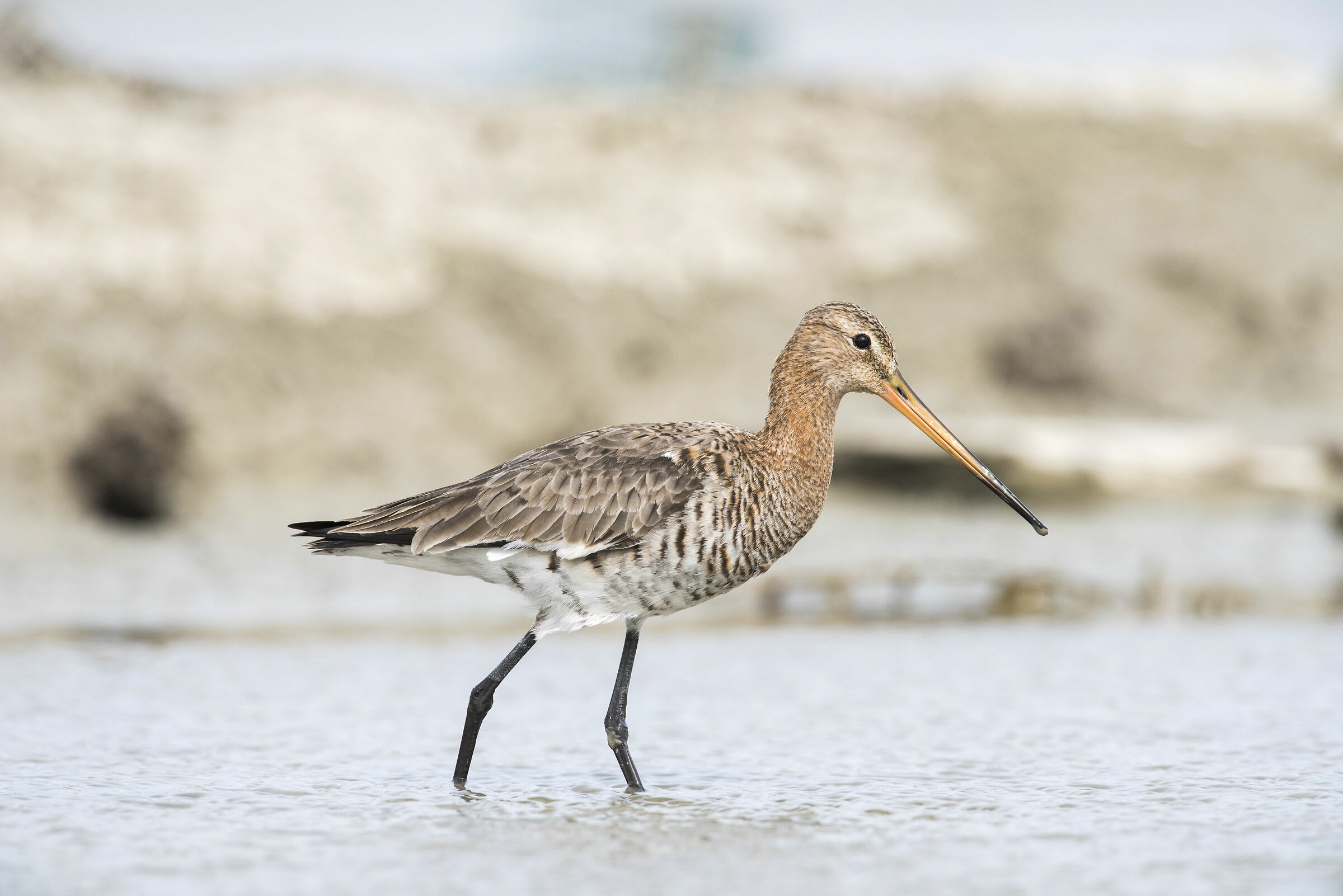 Black-tailed godwit