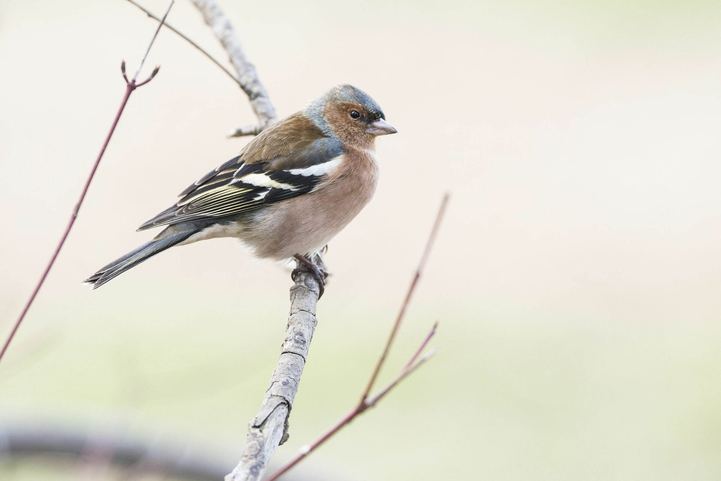 Chaffinch