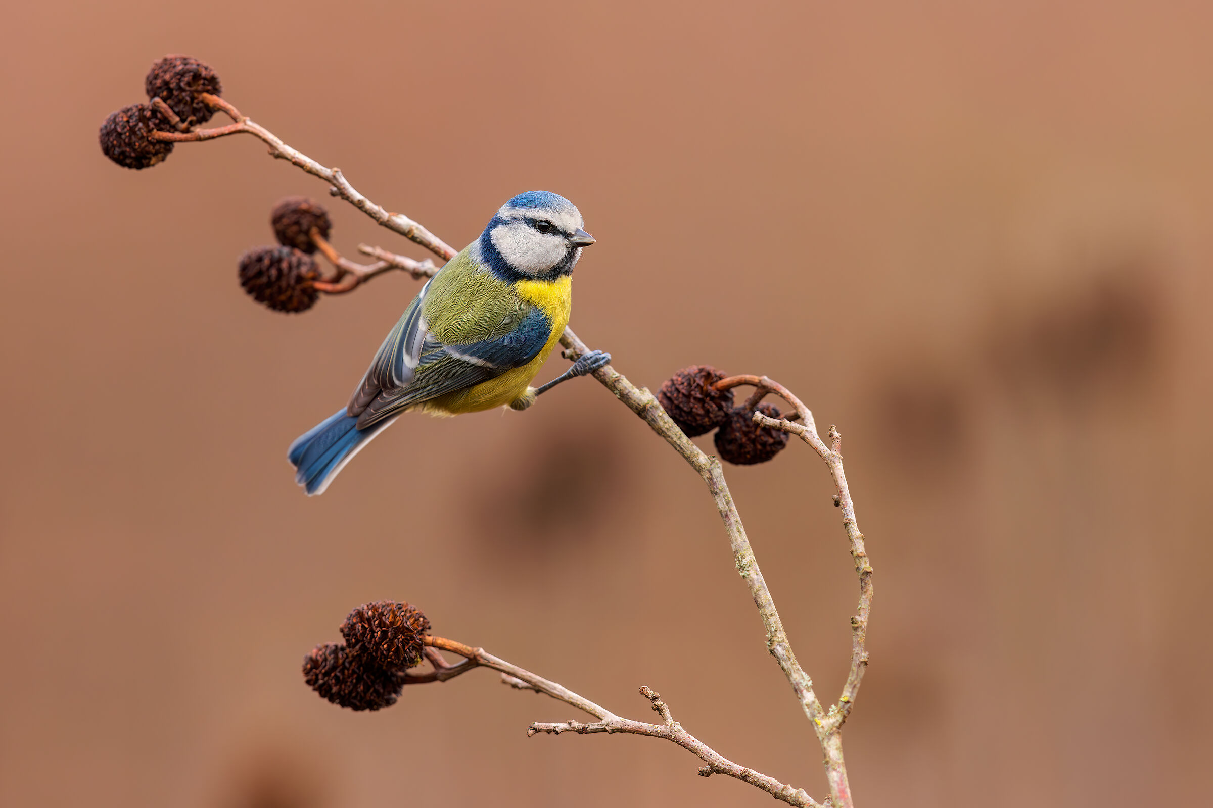 Cinciarella su Ontano