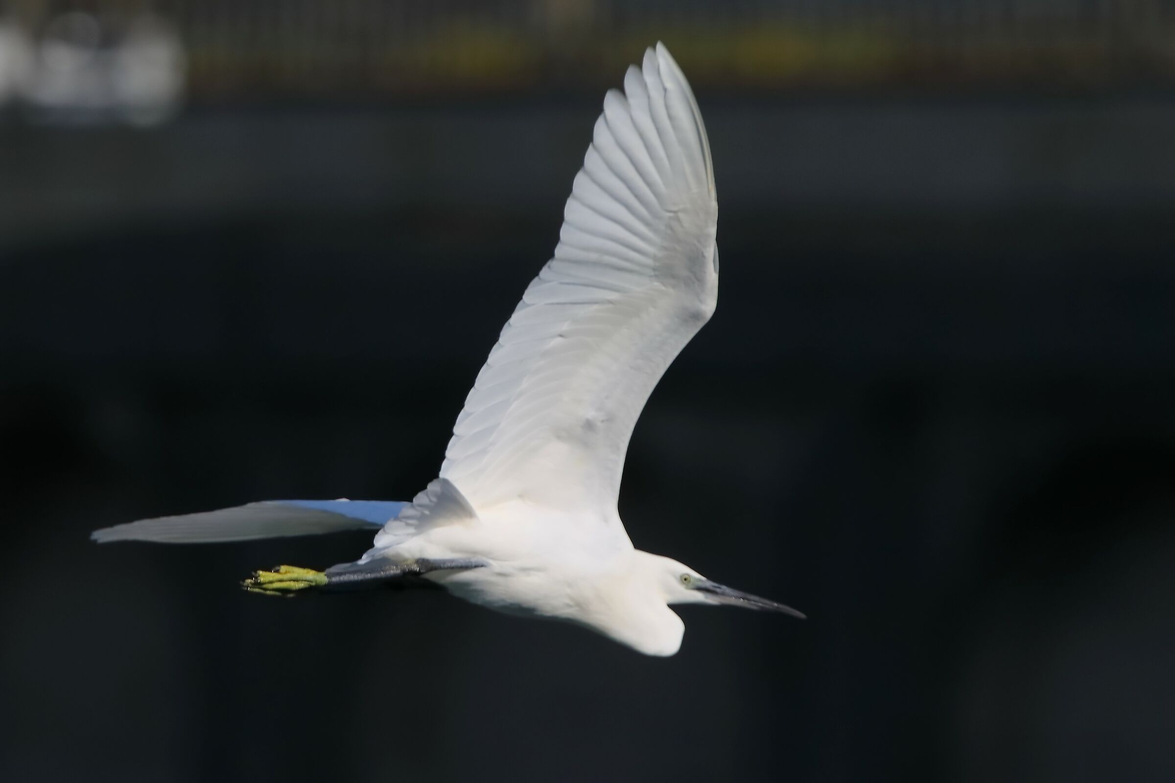 Little Egret 28-09-2023