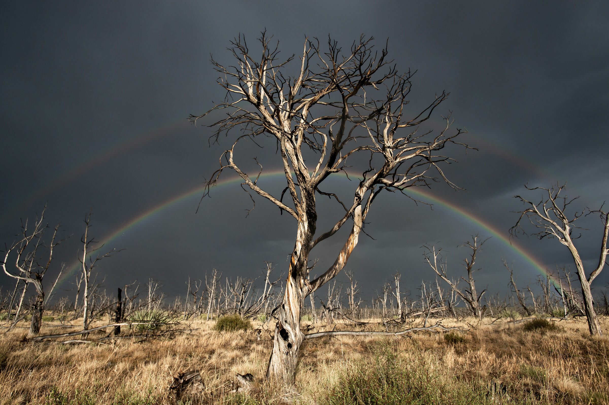 Mesa Verde (Colorado).