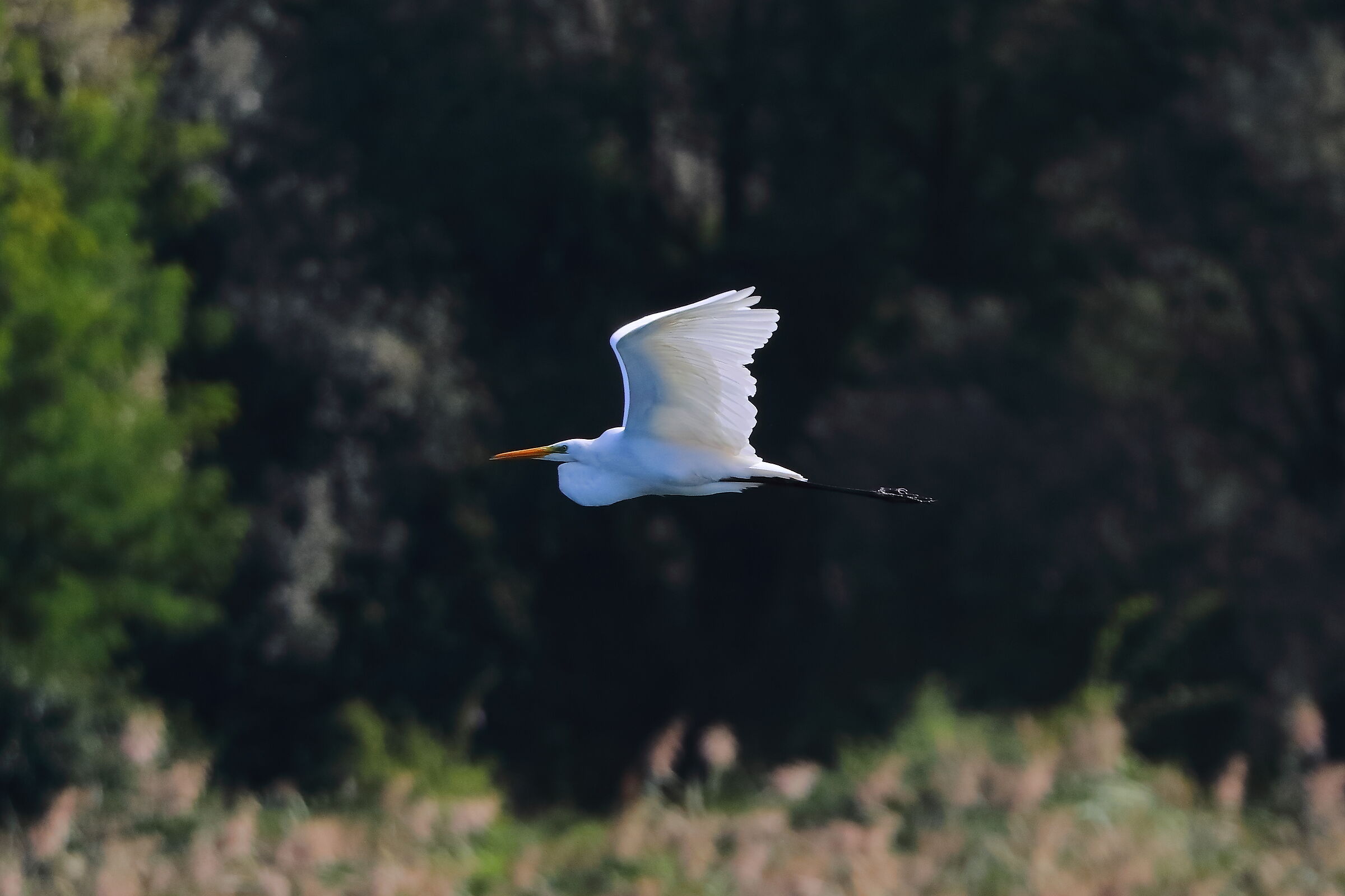 Airone BM 28-09-2023