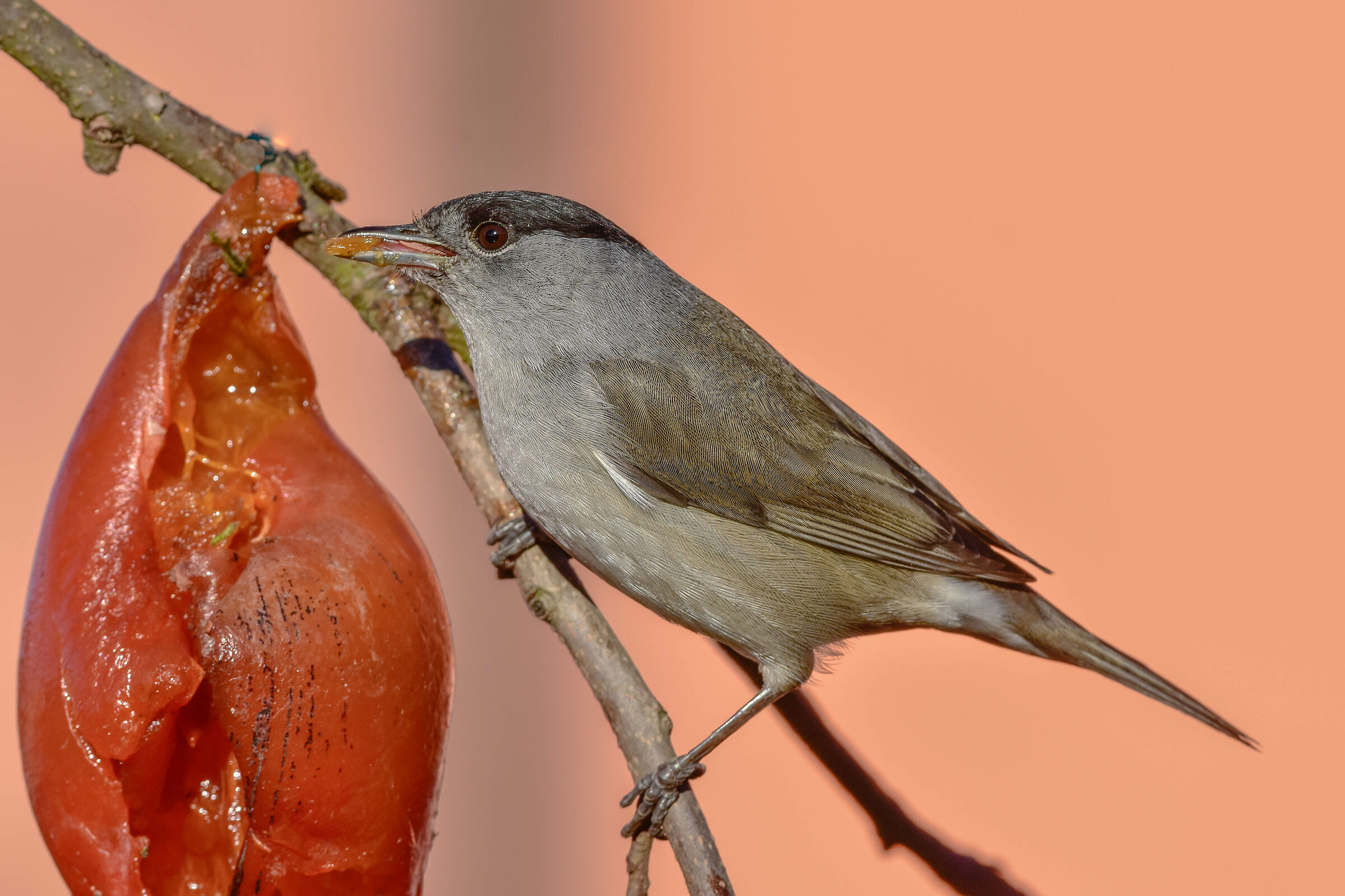 Blackcap (M)