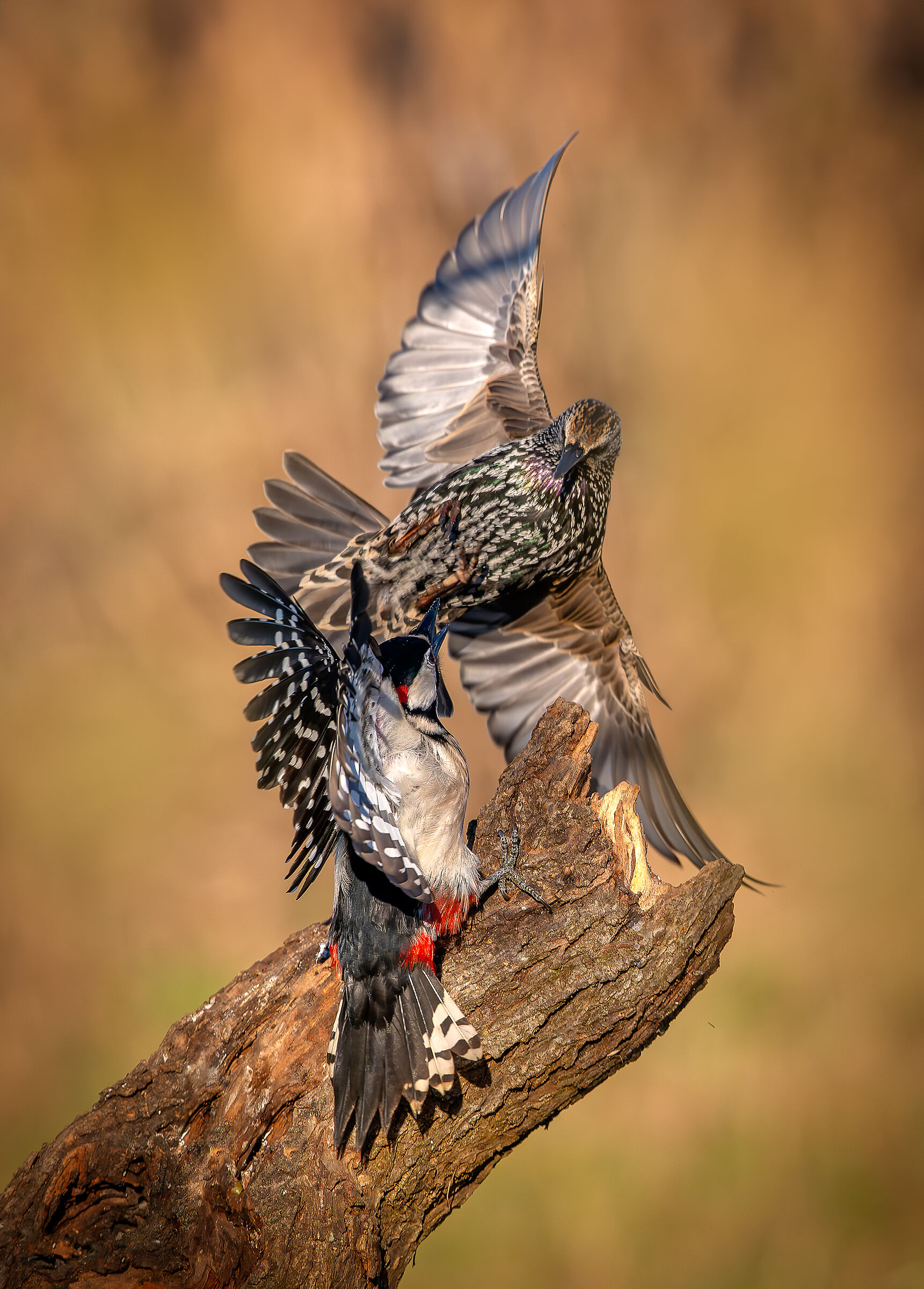 Spotted woodpecker and starling #capannocora