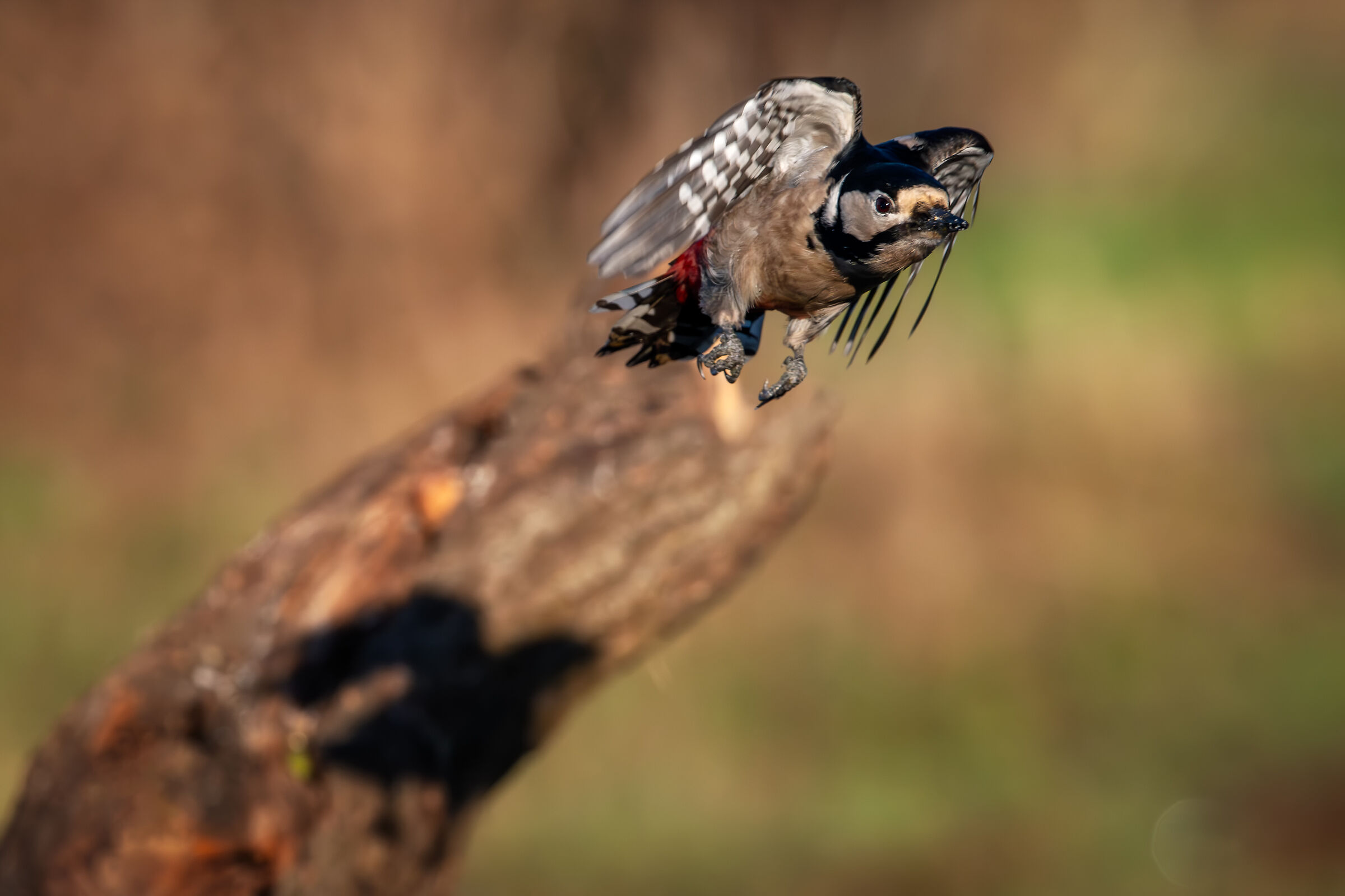 Spotted woodpecker in flight #capannocora