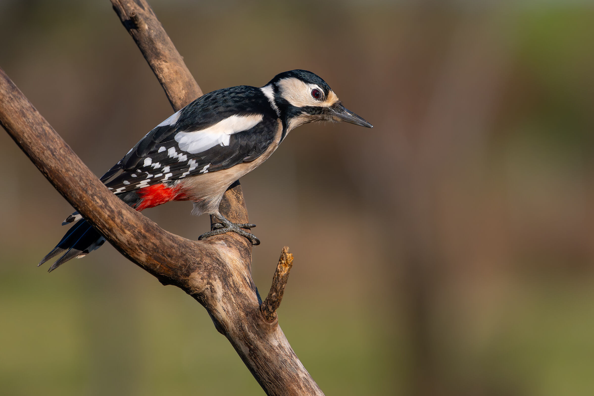 Spotted woodpecker #capannocora