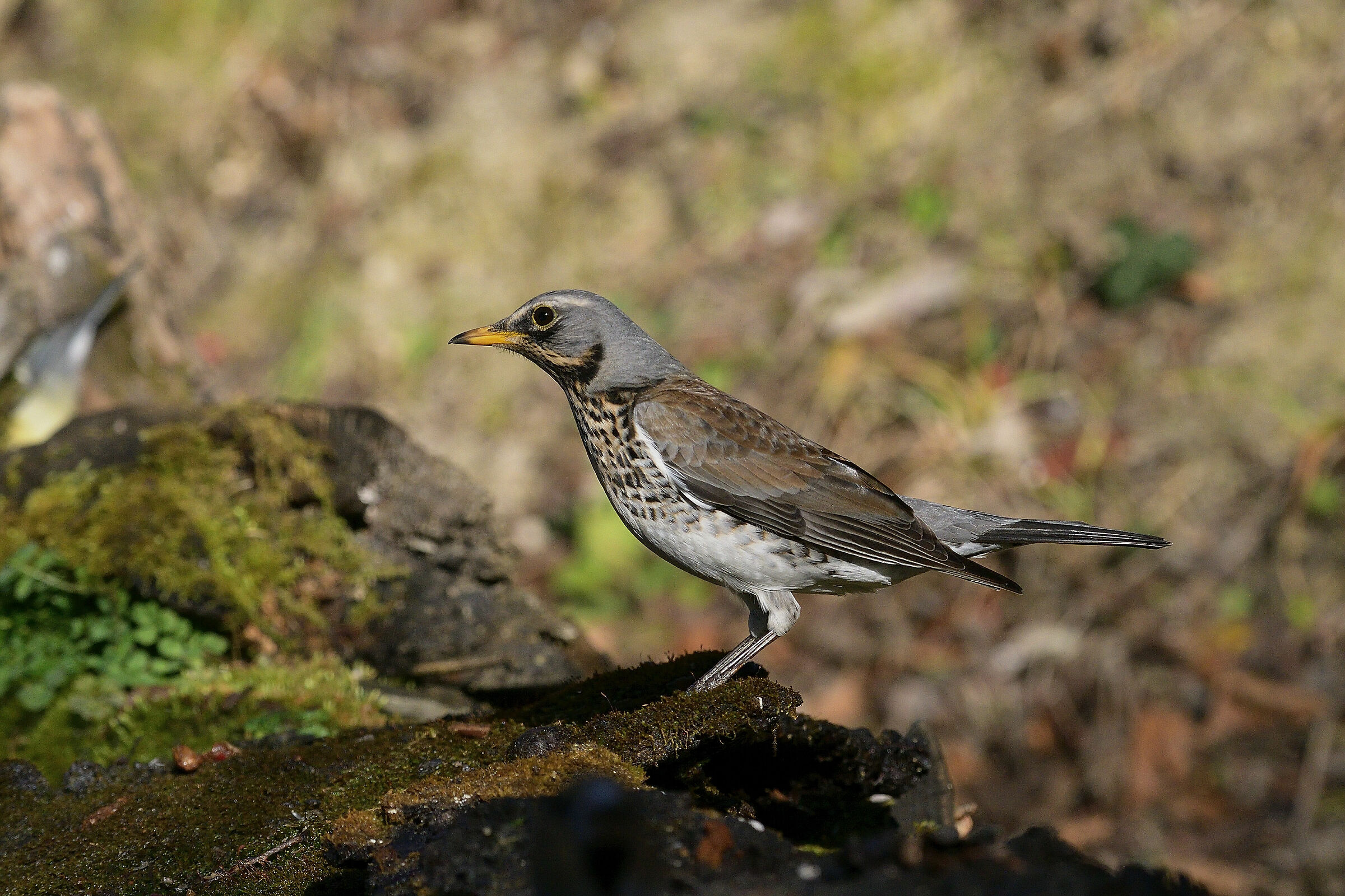 Fieldfare..