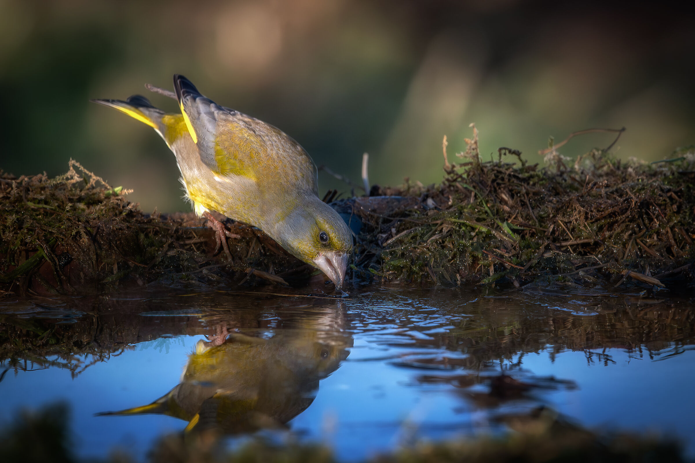 Thirsty Greenfinch
