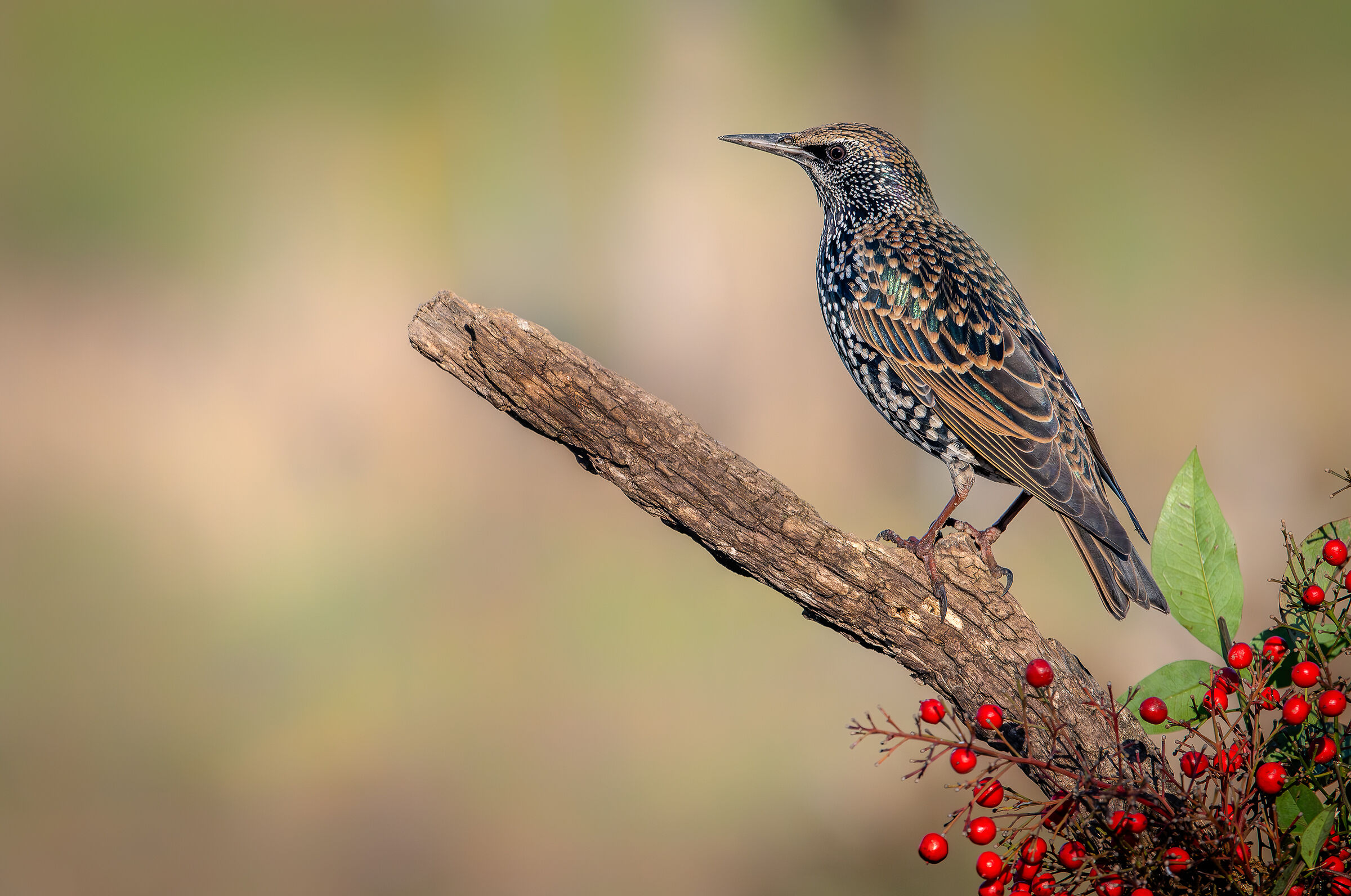 Reversal #capannocora