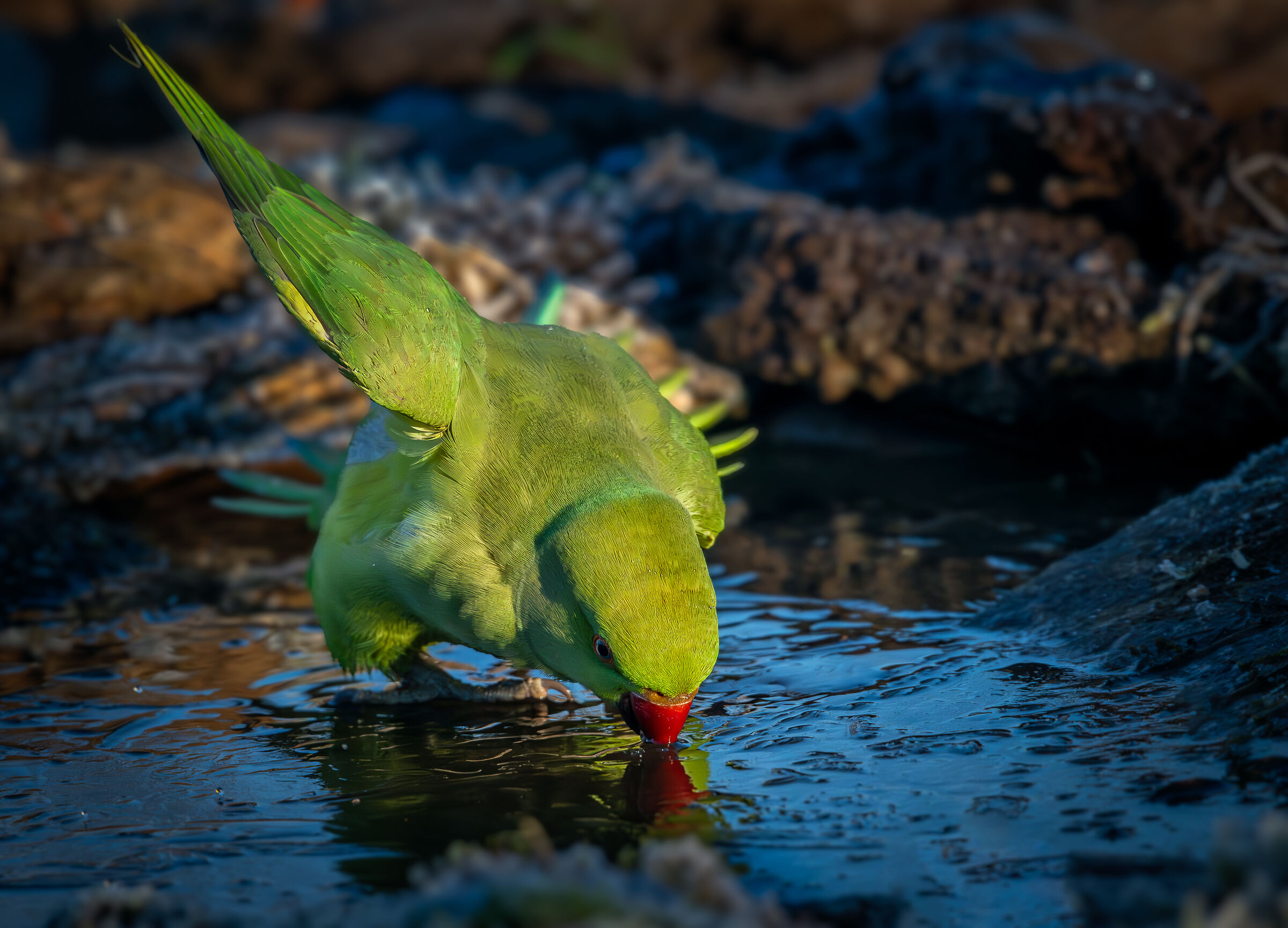 Thirsty parakeet #capannocora