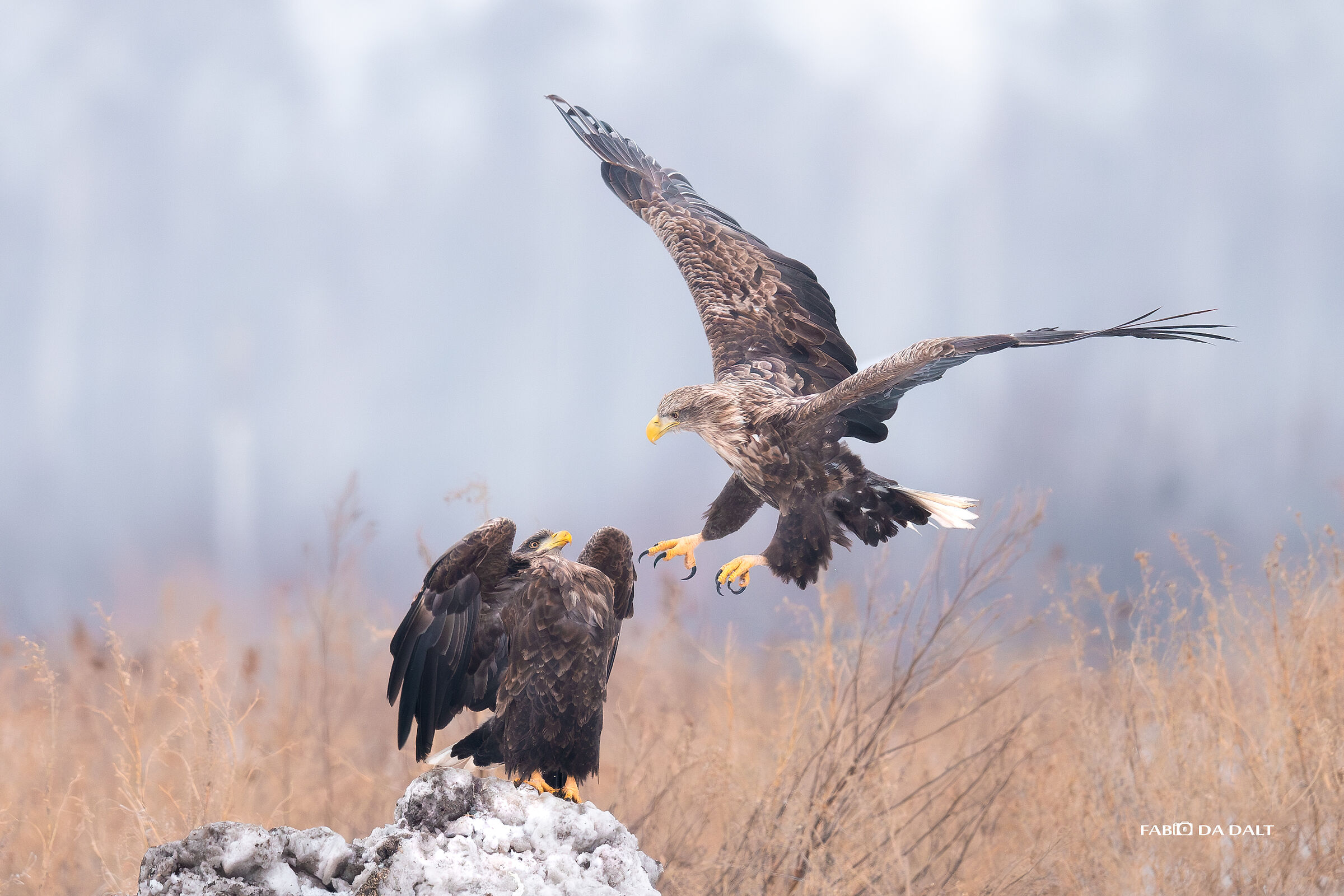 White-tailed Sea Eagle