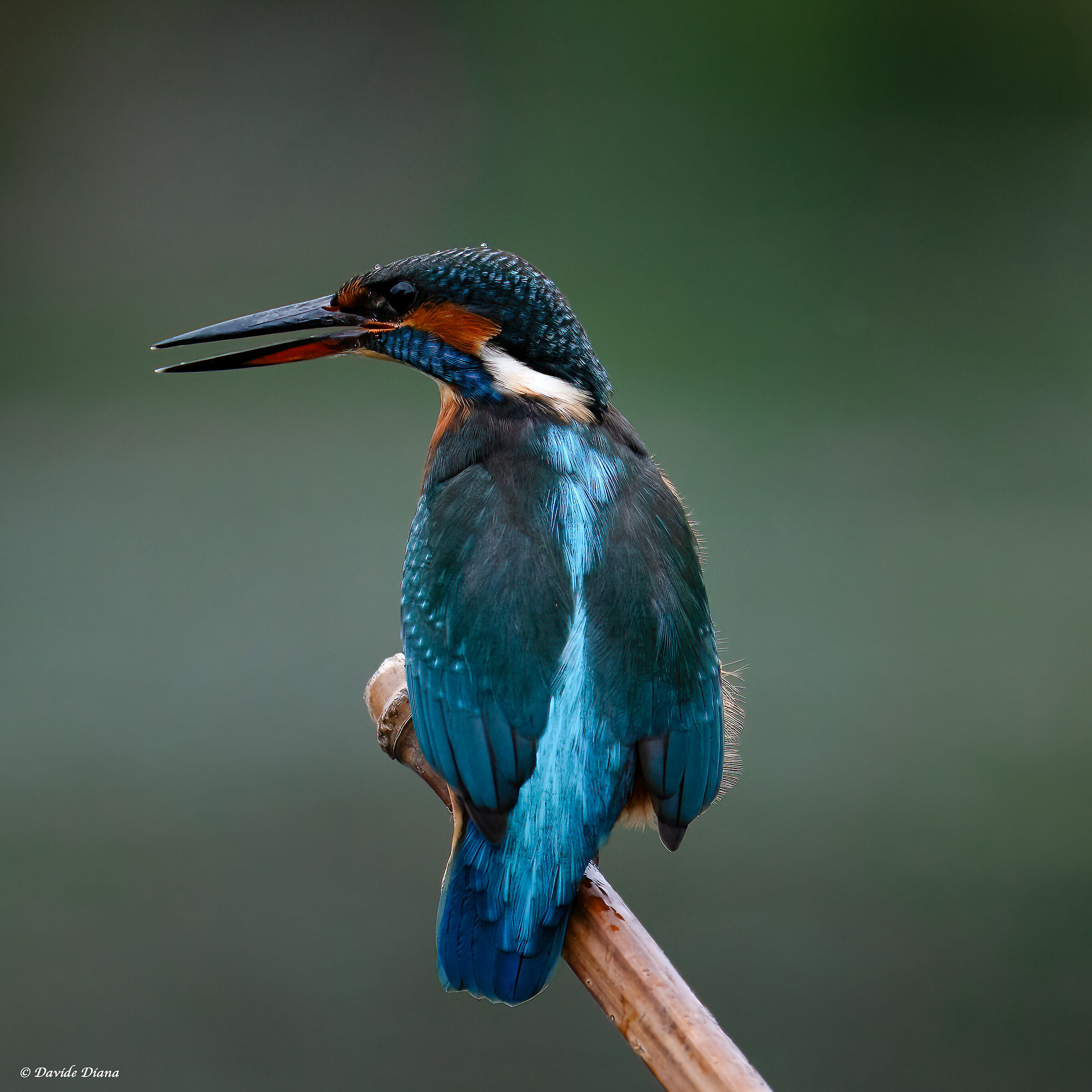 Kingfisher