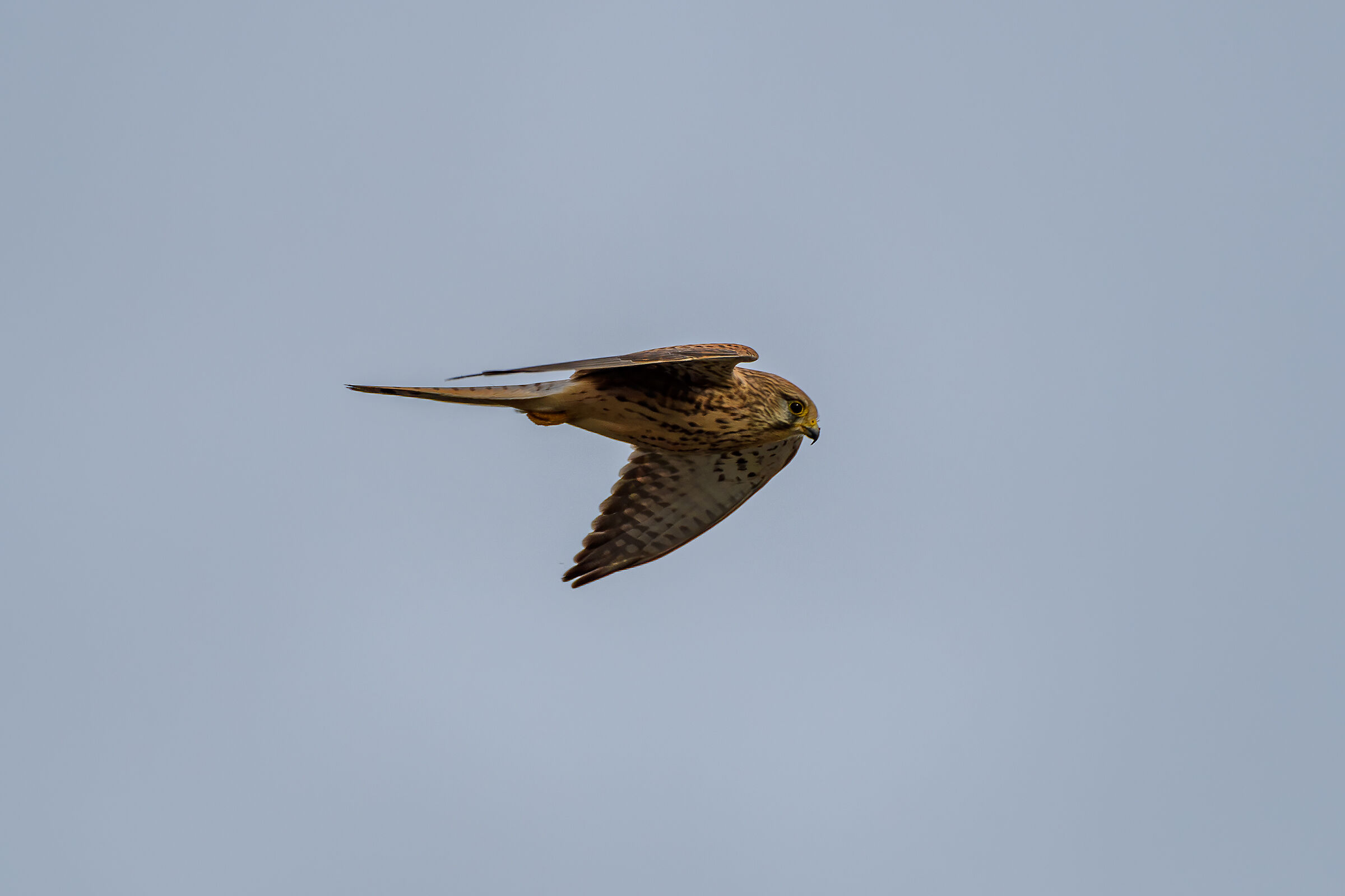Kestrel