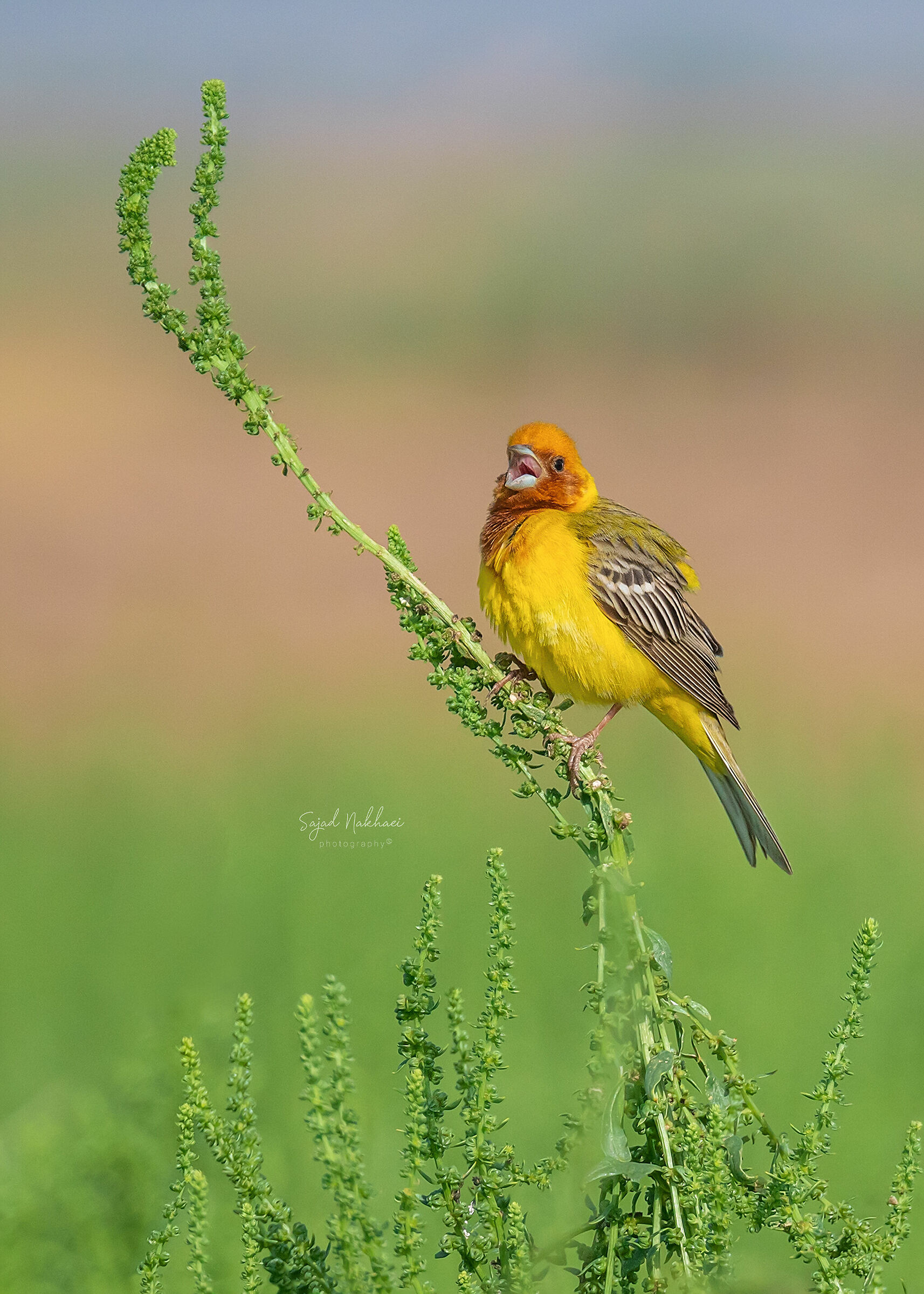 Bruniceps di Emberiza