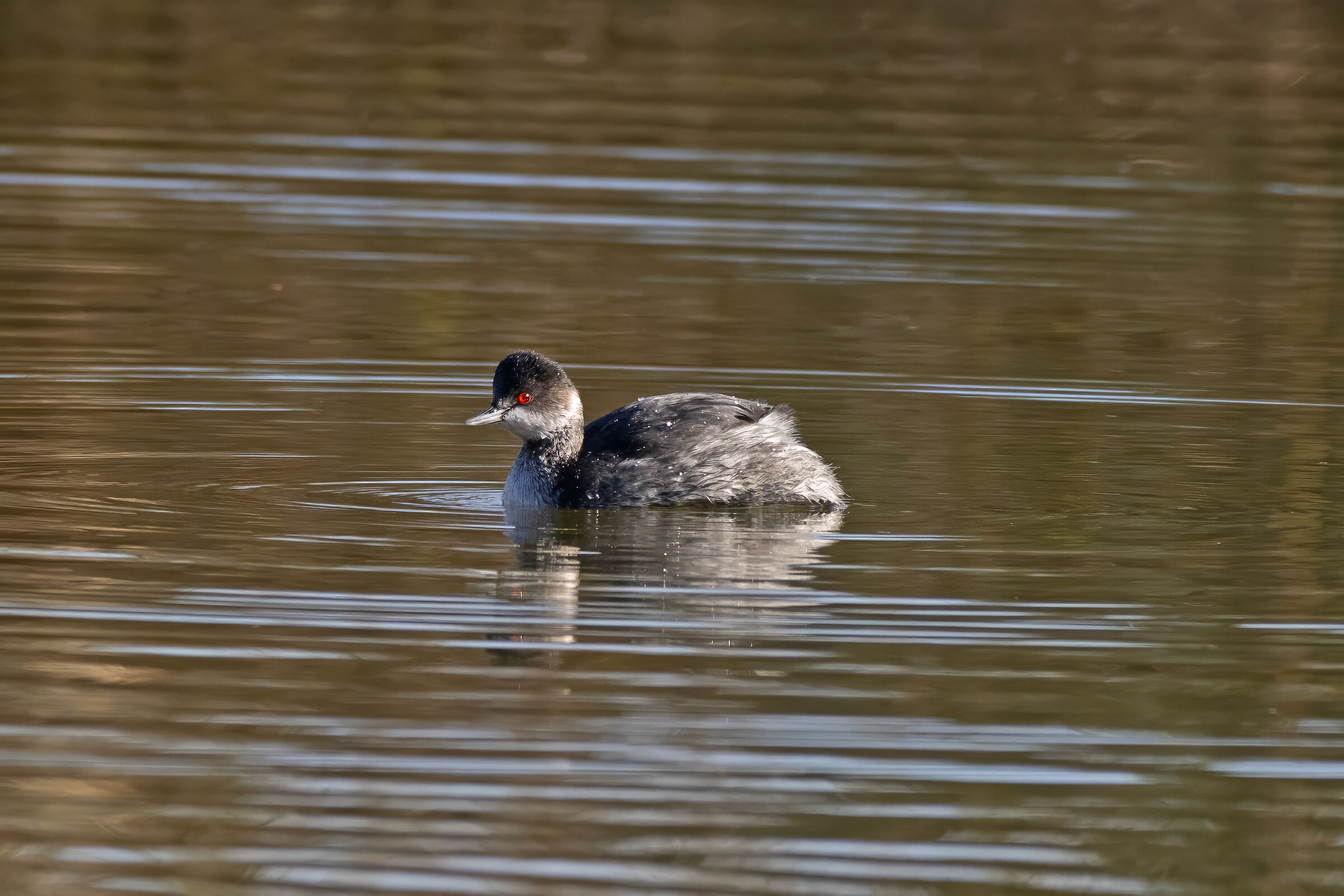 Black-necked grebe
