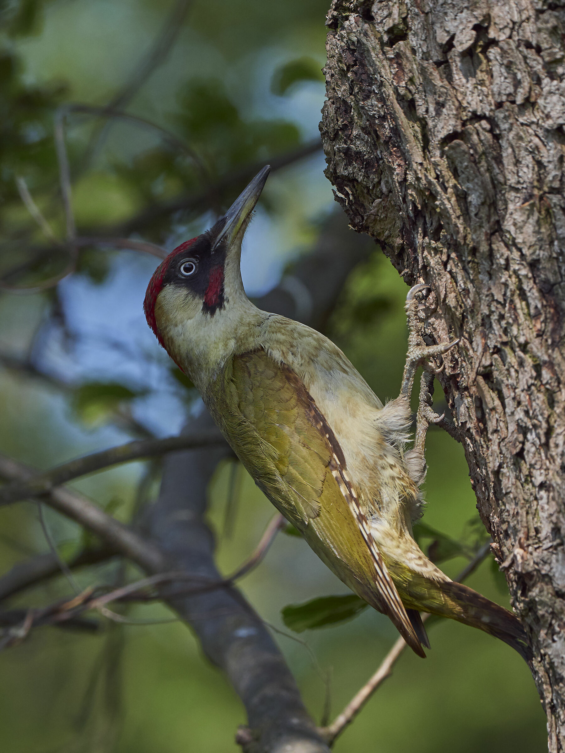 Picchio verde eurasiatico