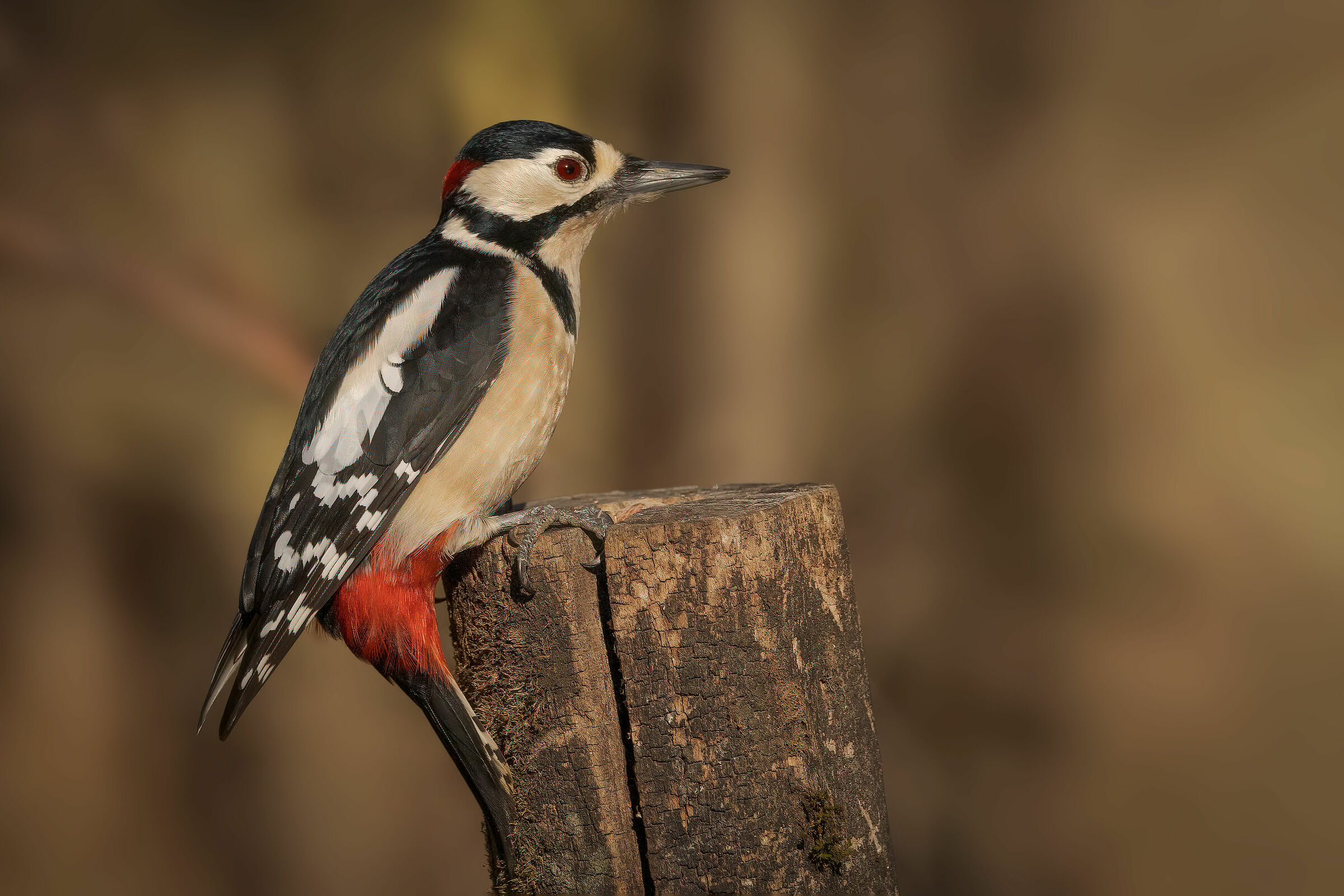 Picchio rosso maggiore maschio